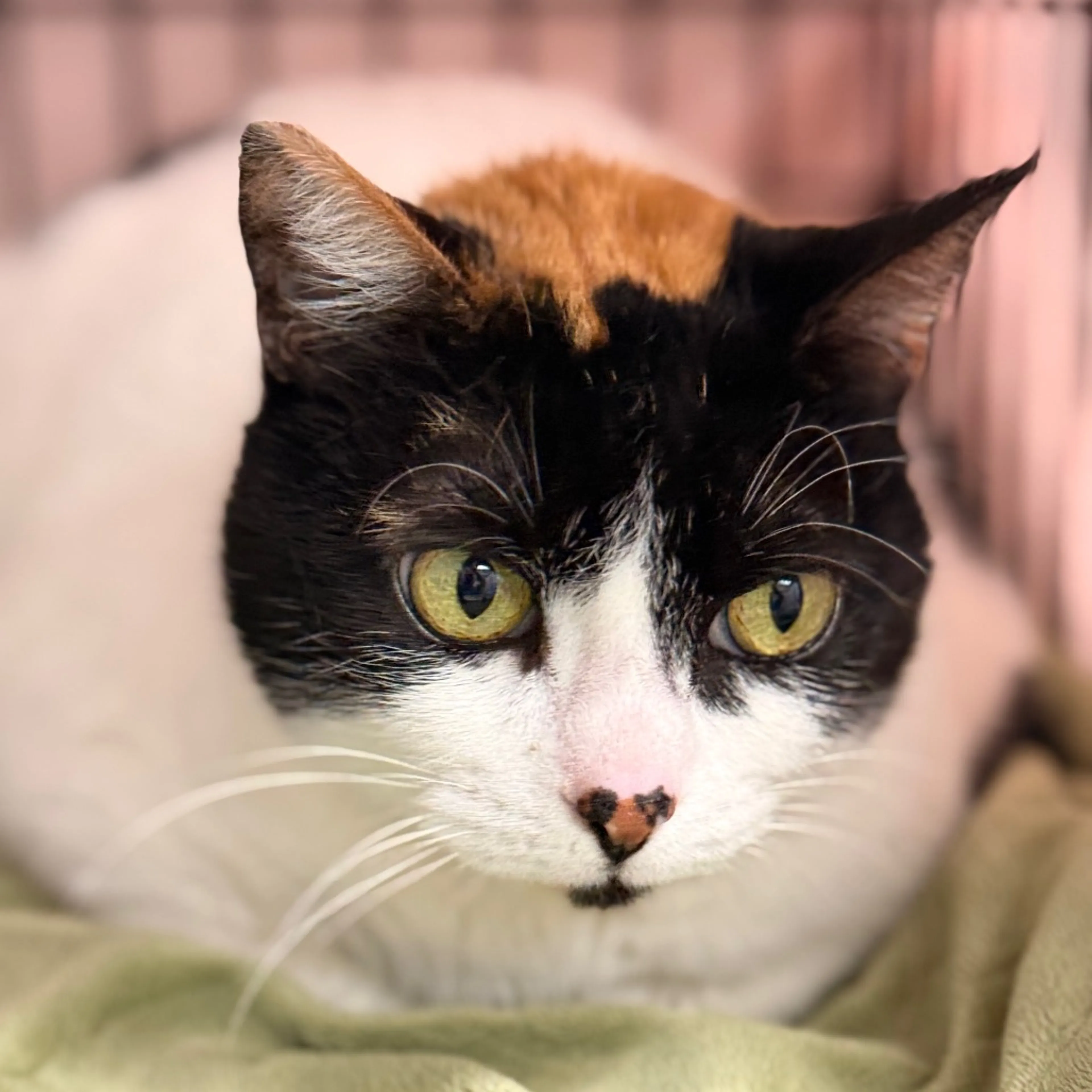 Found pet-1