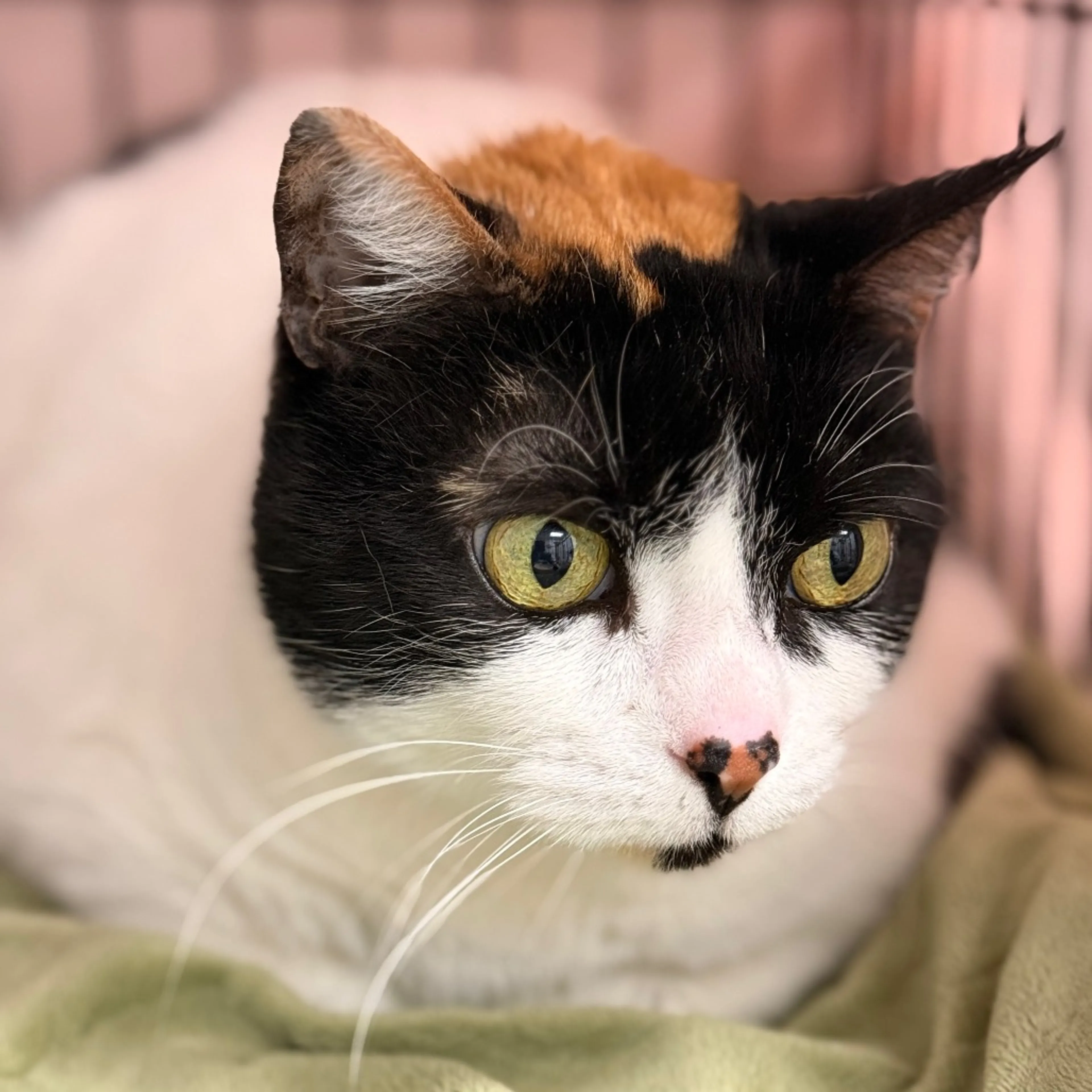 Found pet-3