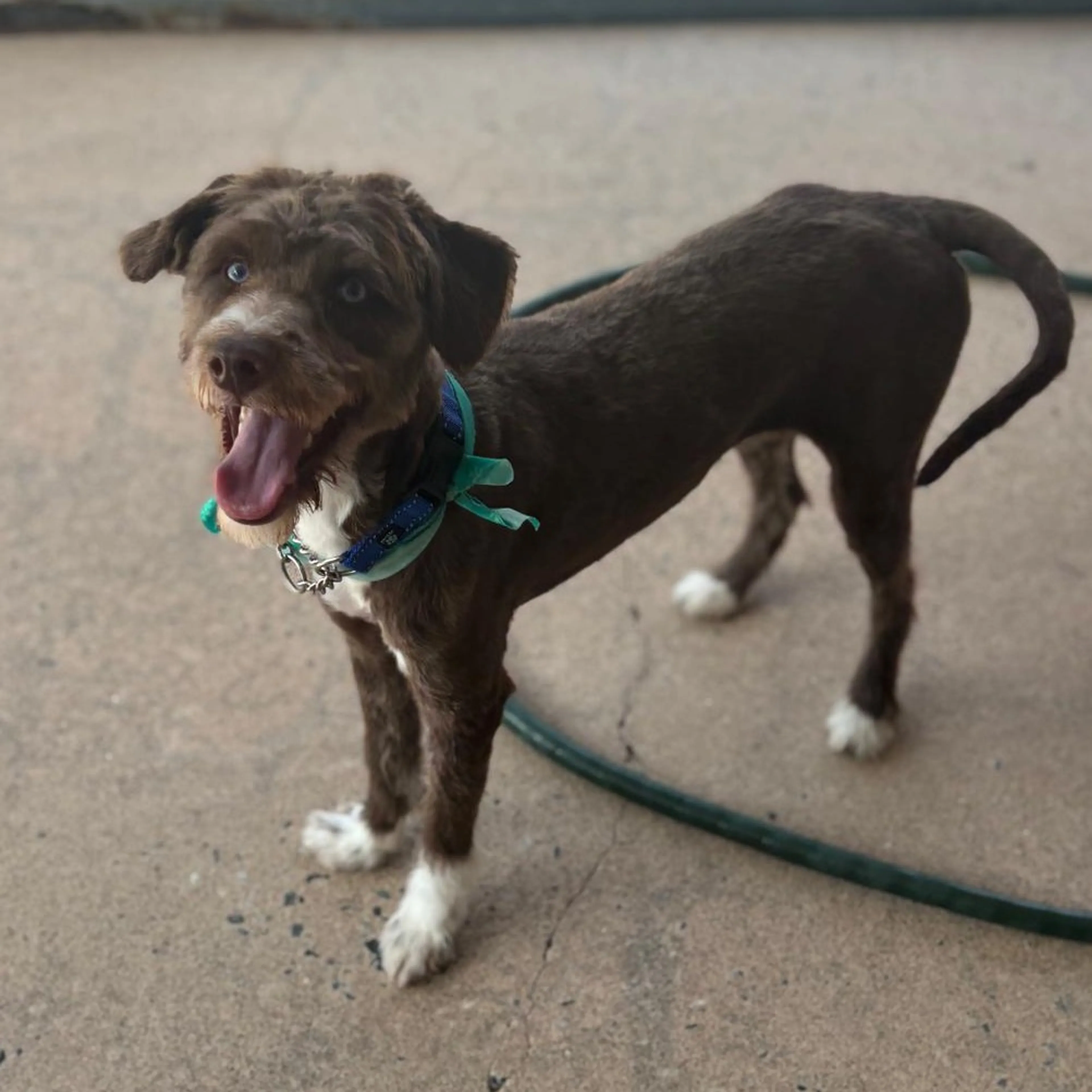 Found pet-4