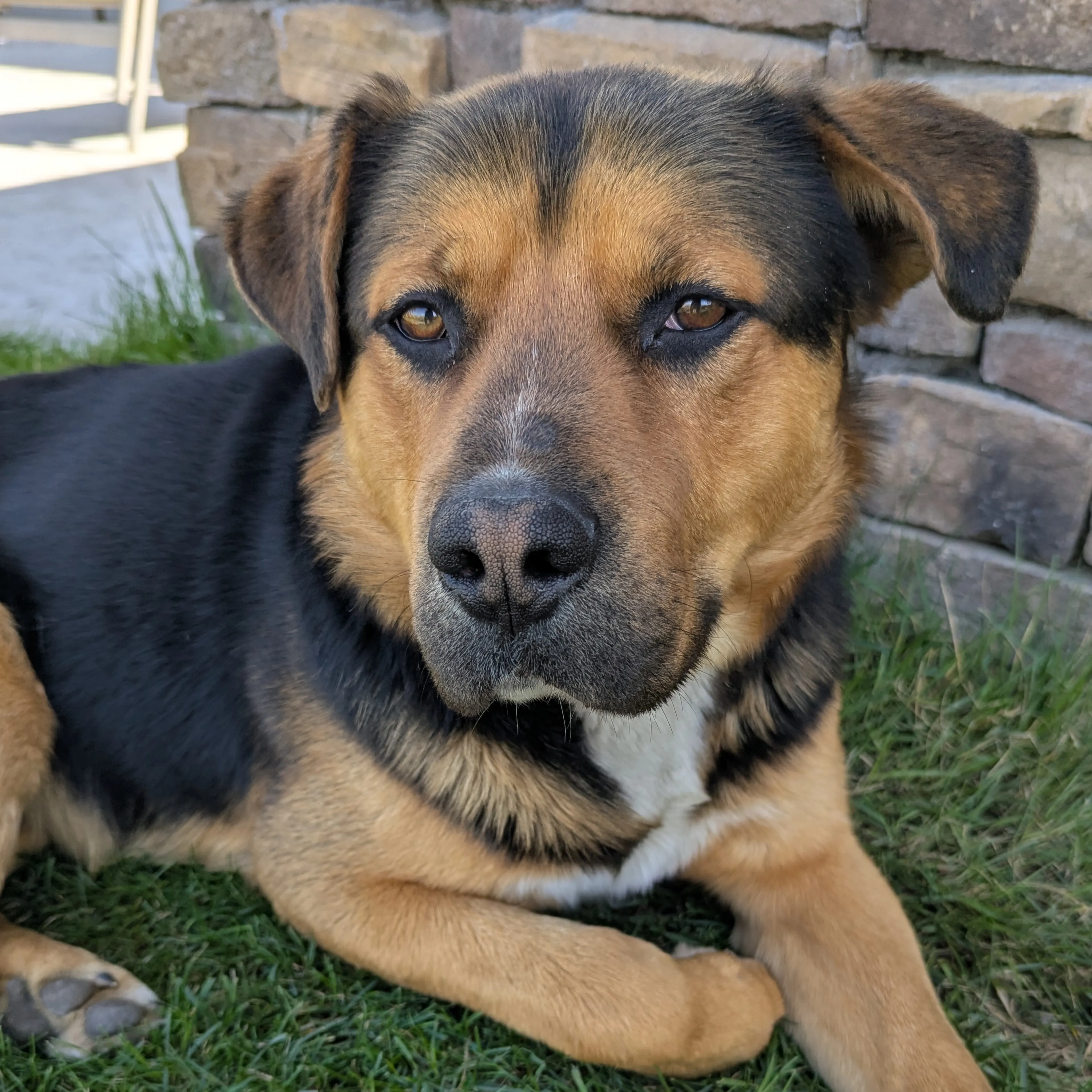 Found pet-2
