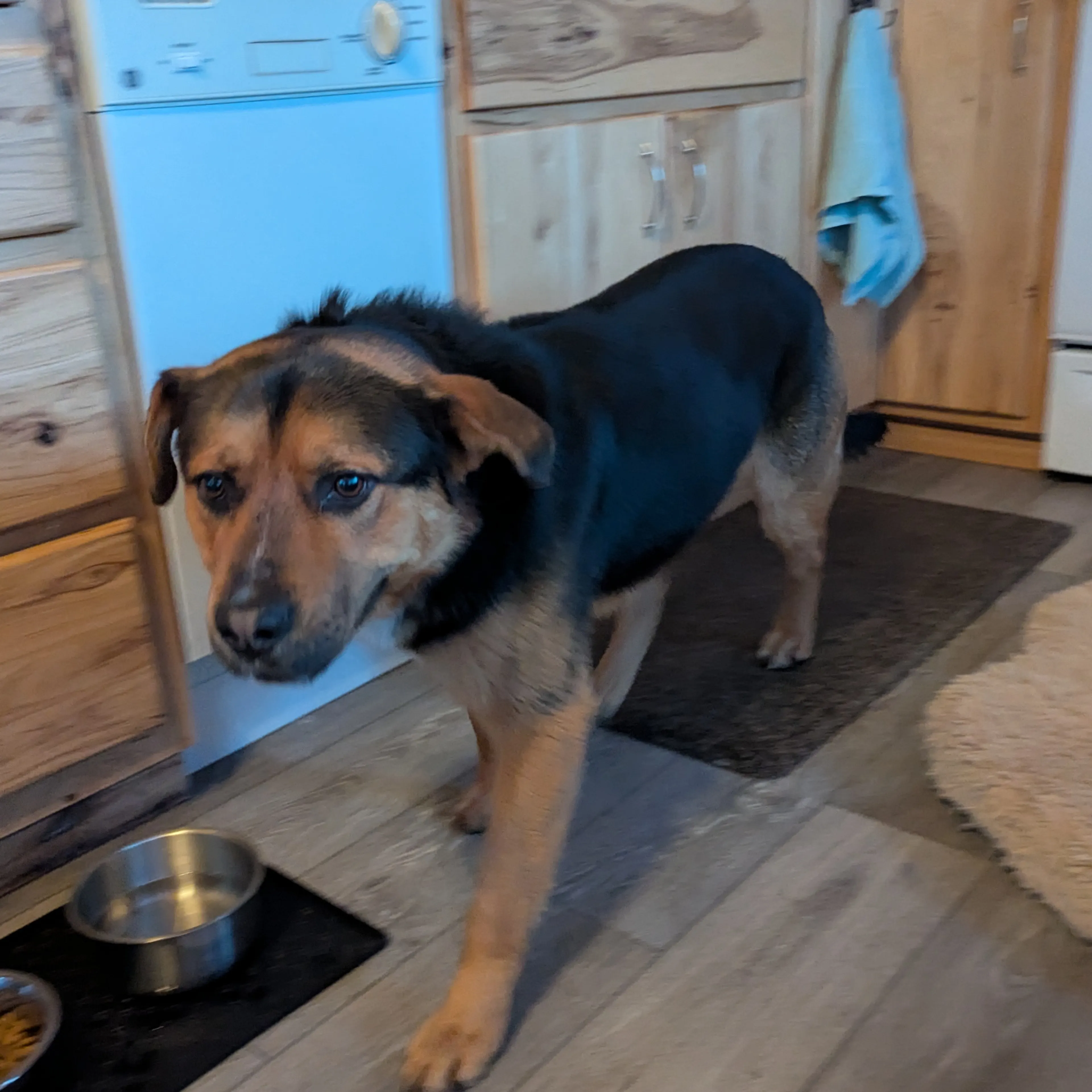 Found pet-1