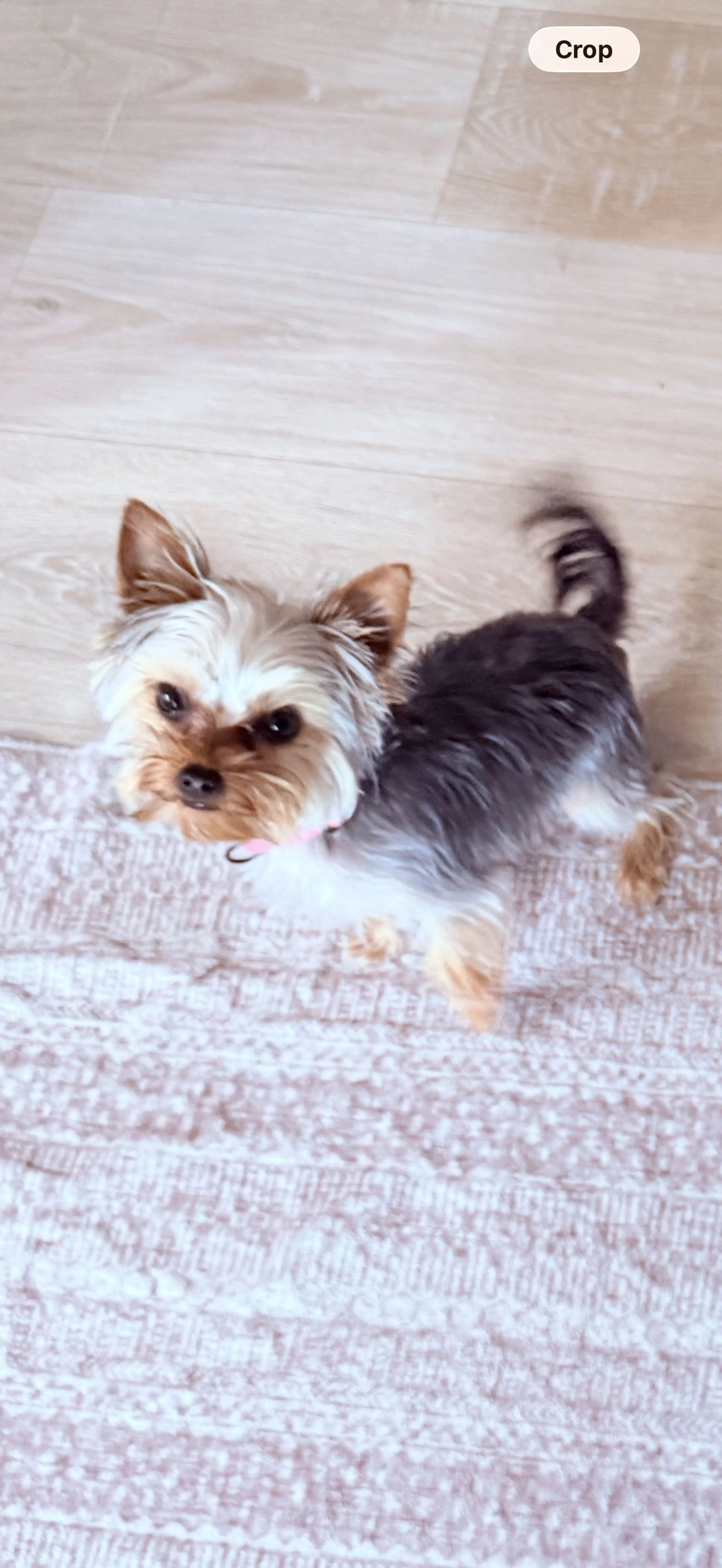Lost pet-1