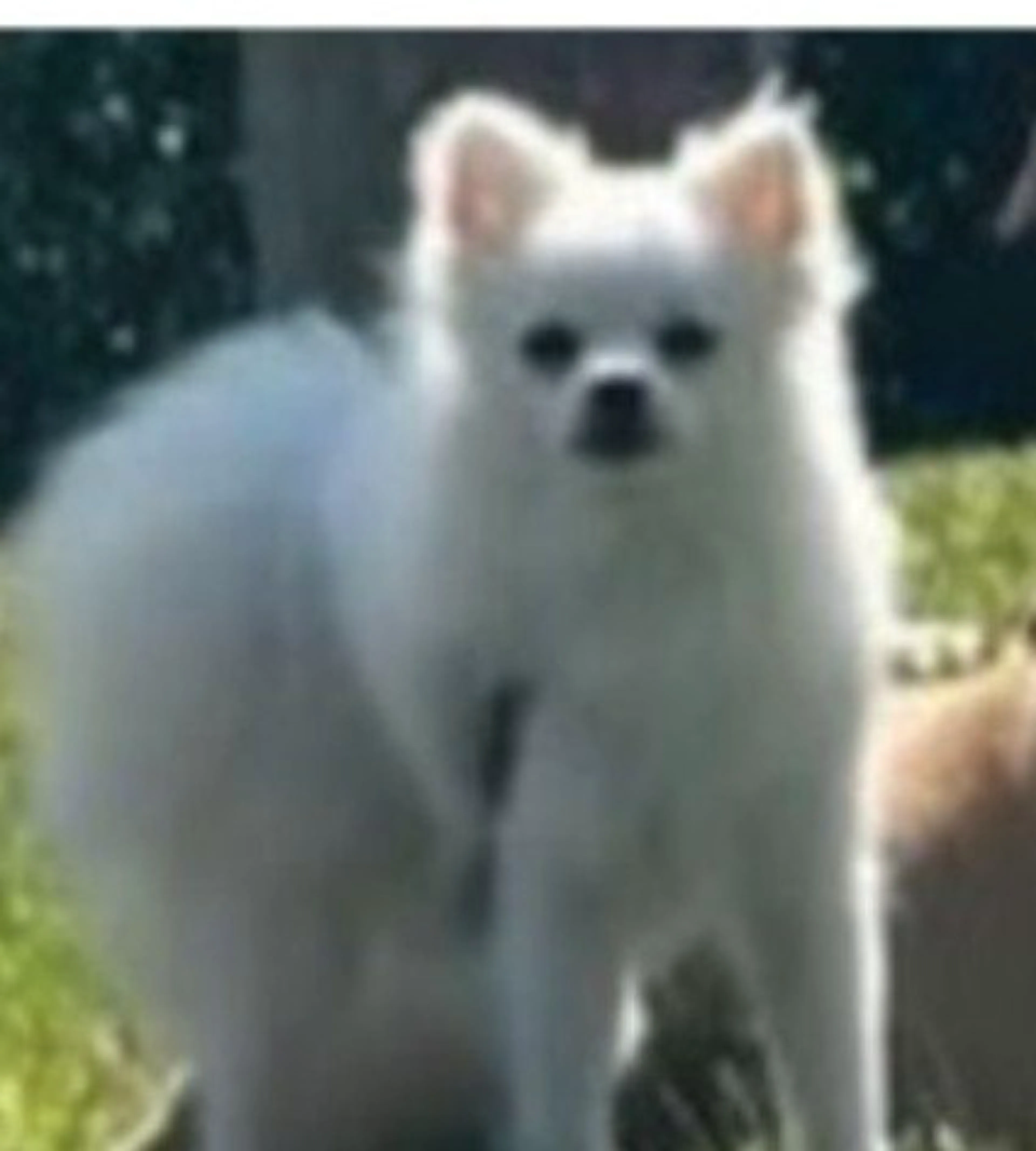 Lost pet-2