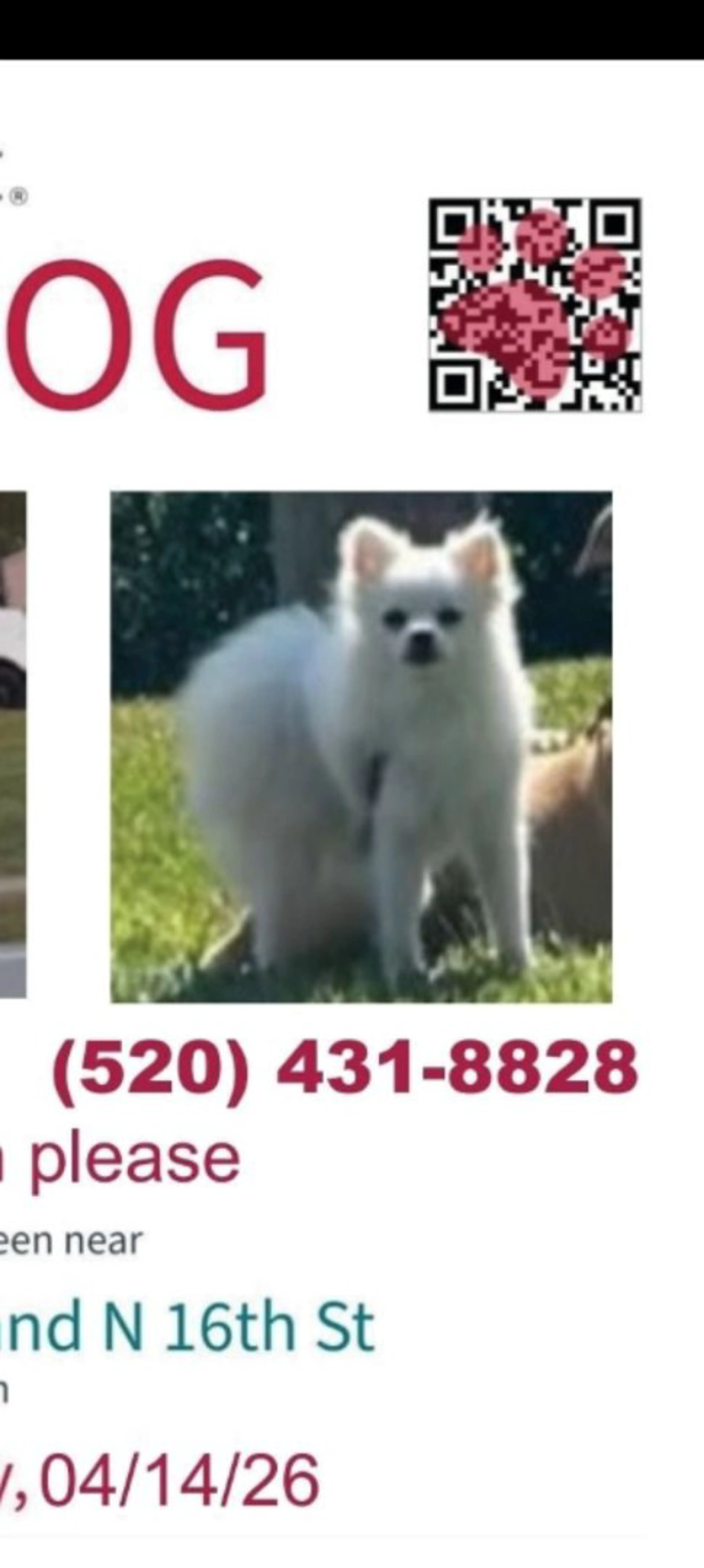 Lost pet-0