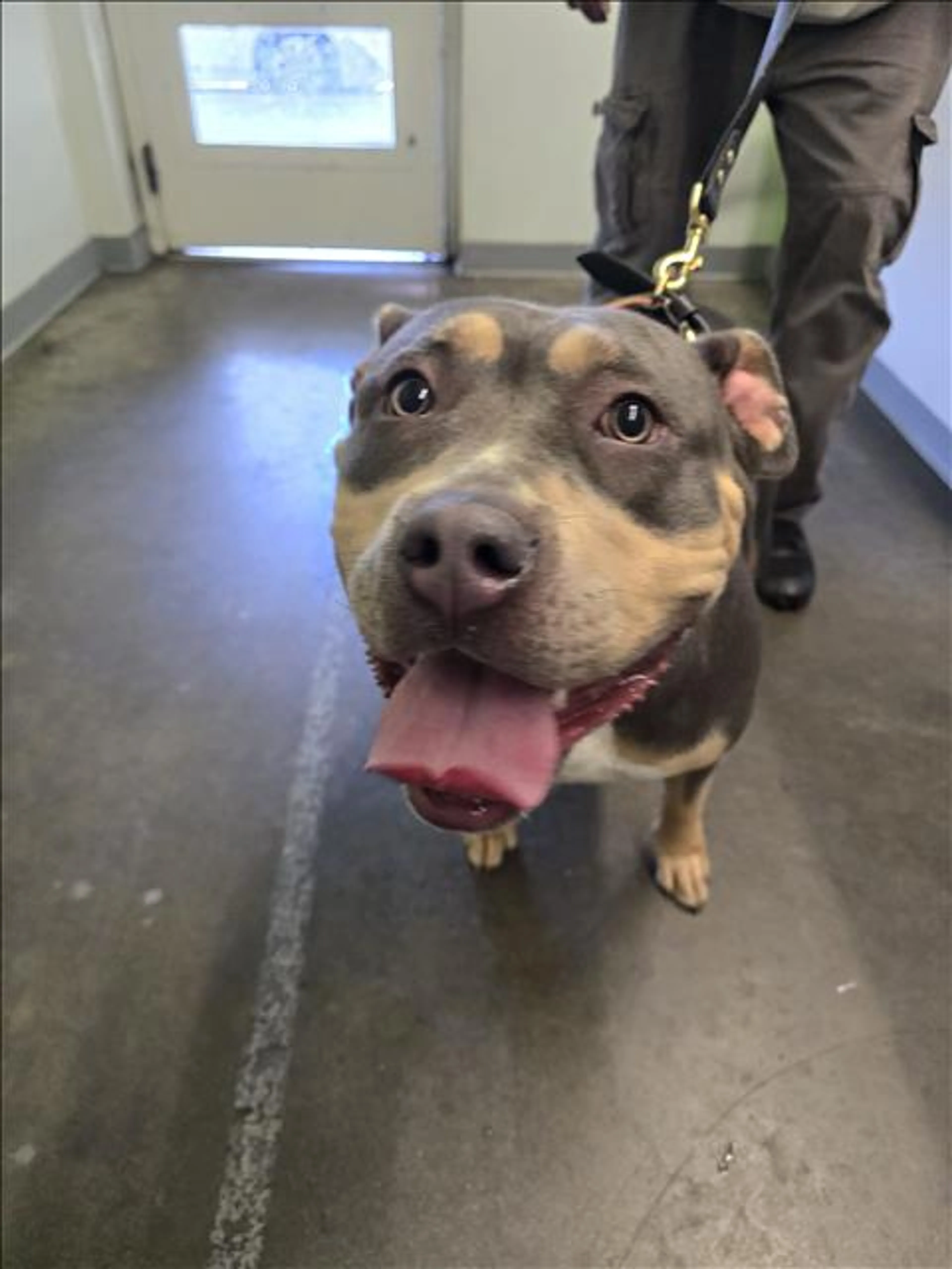 Found pet