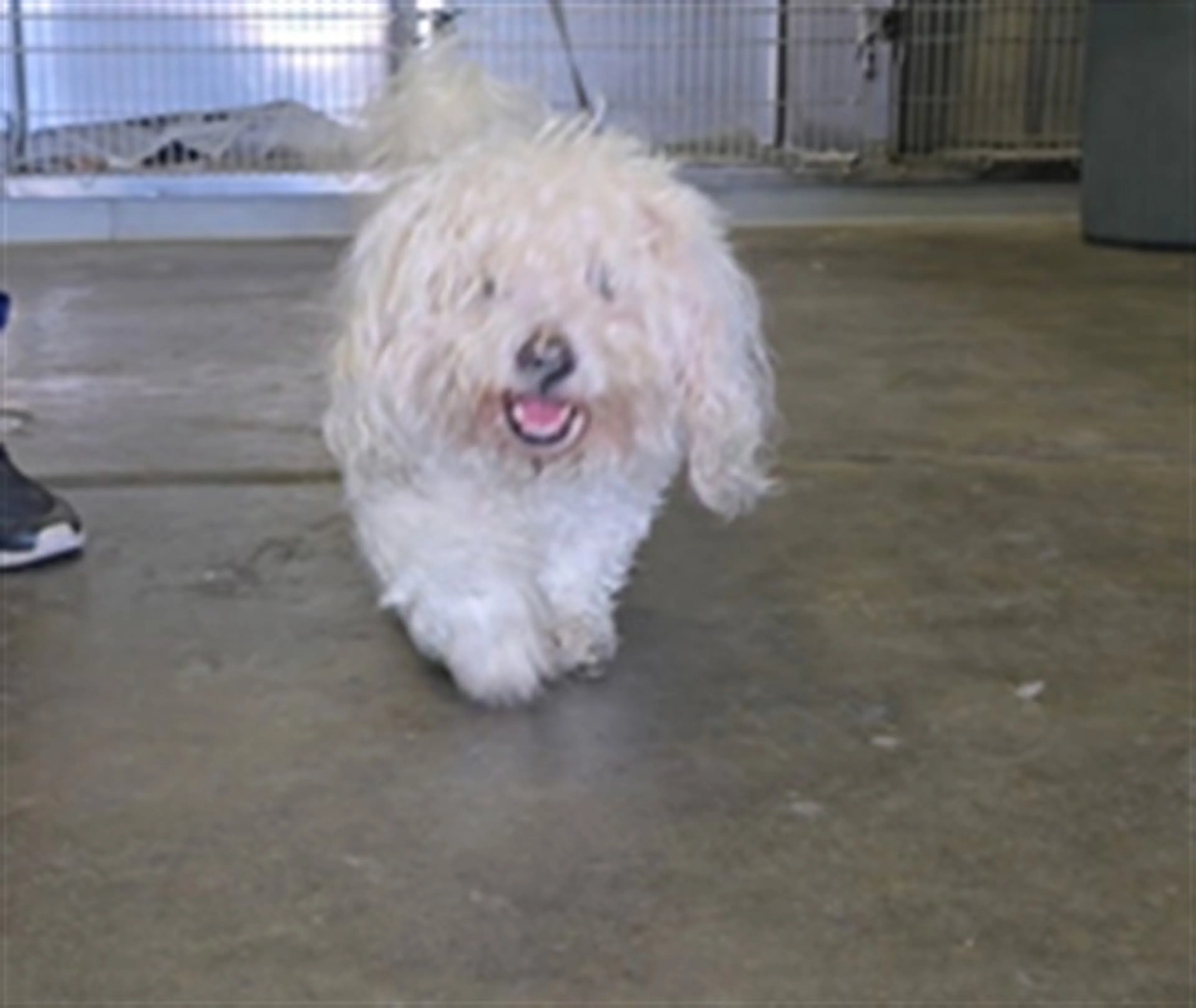 Found pet