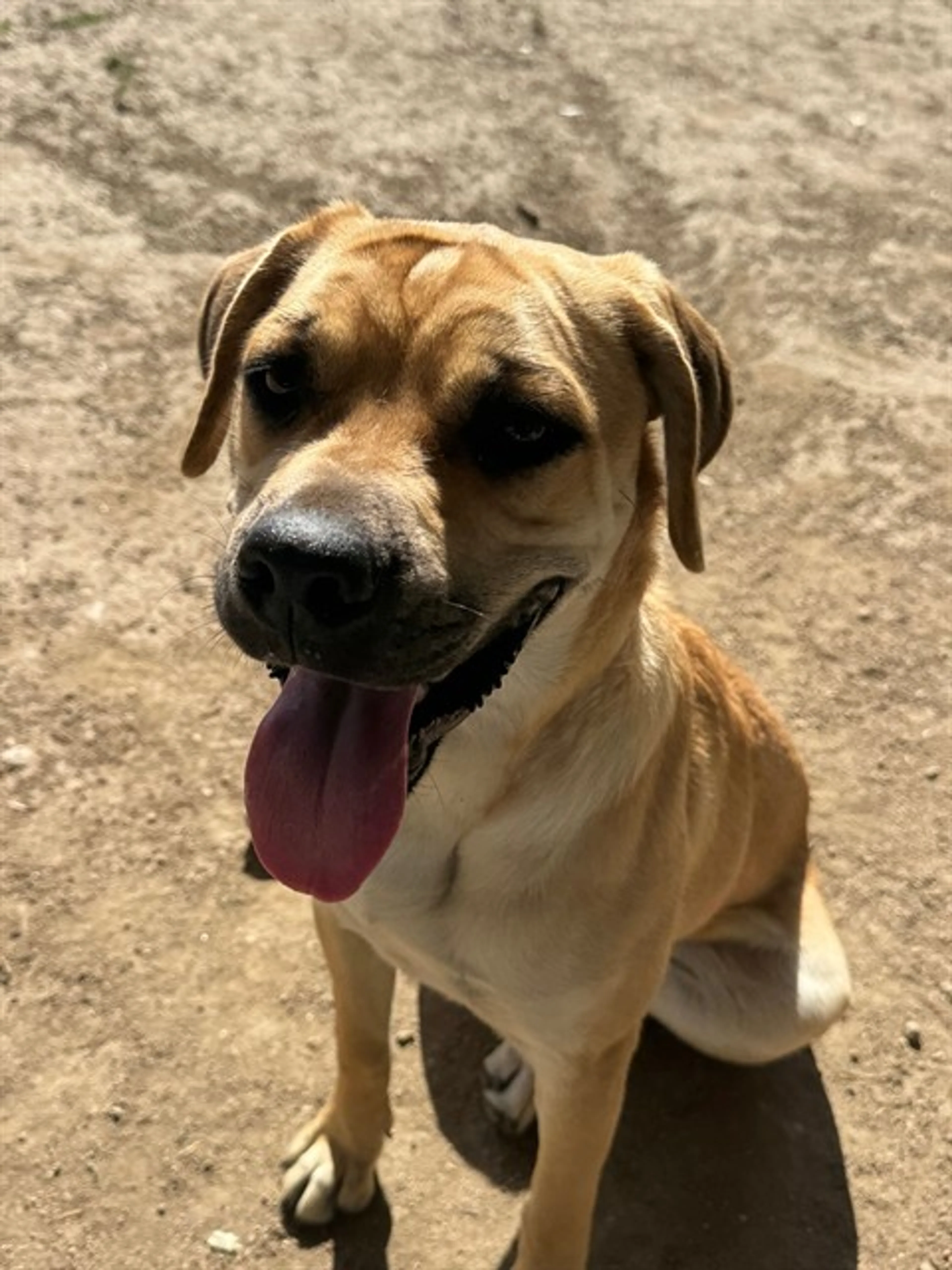 Found pet