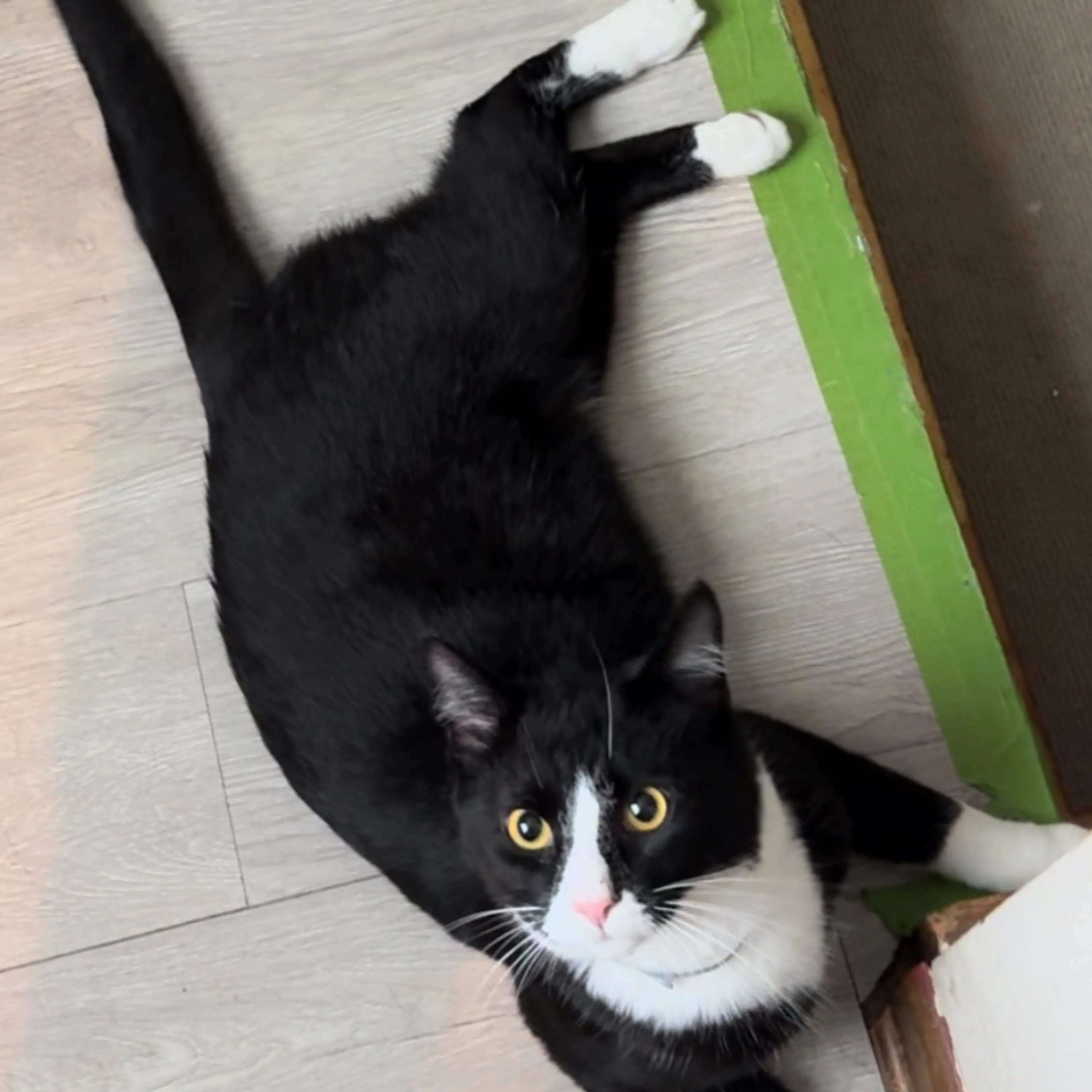 Lost pet-1