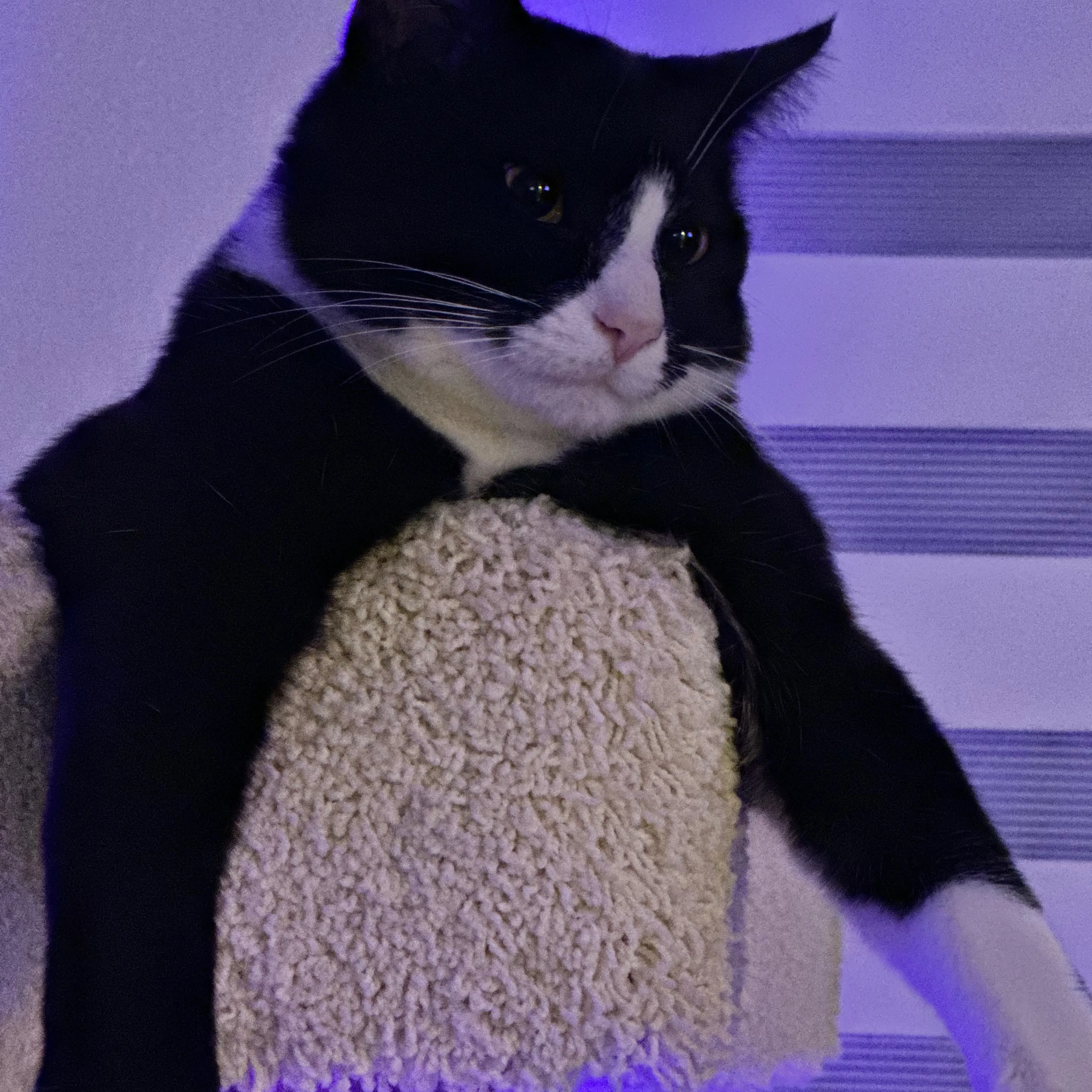 Lost pet-3