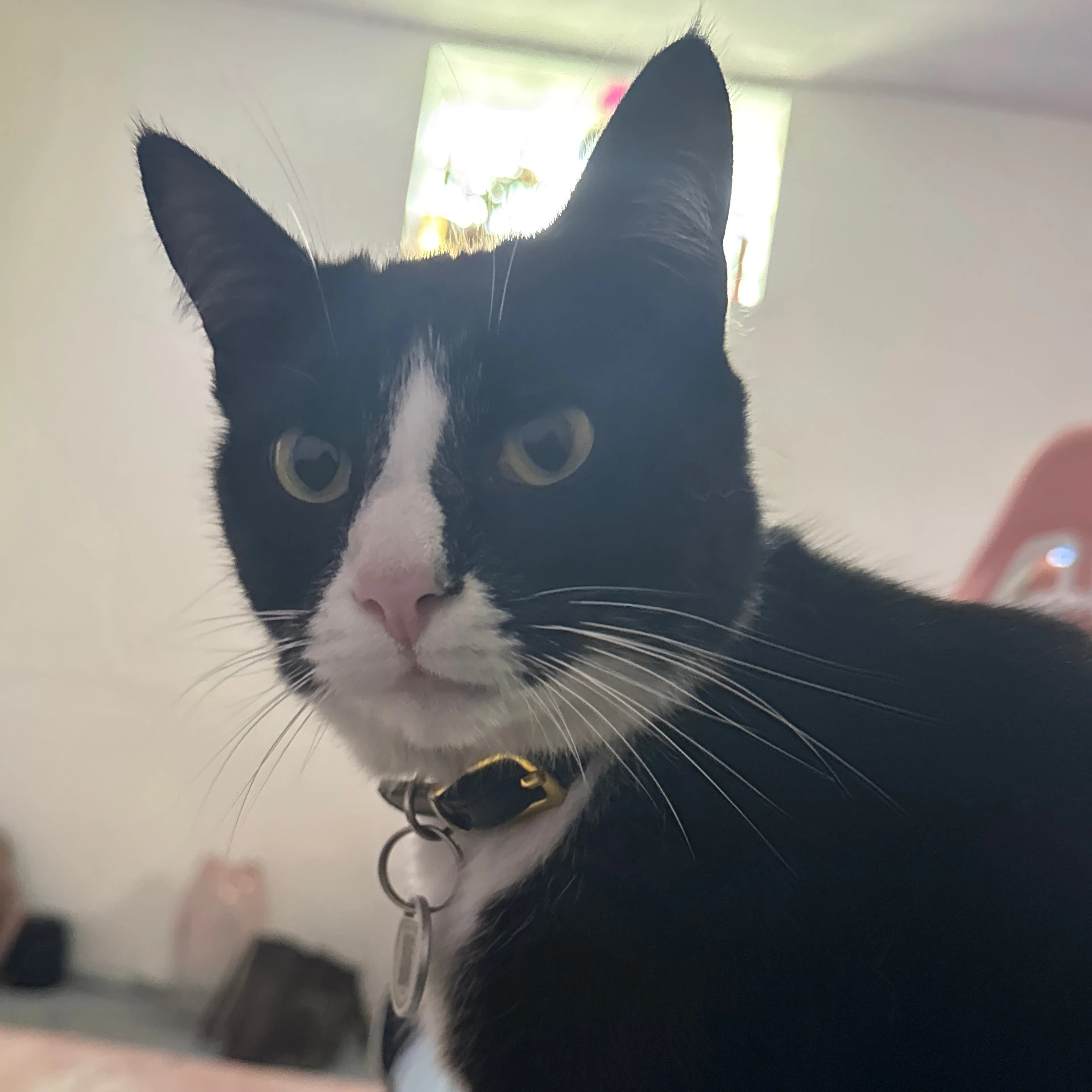 Lost pet-2