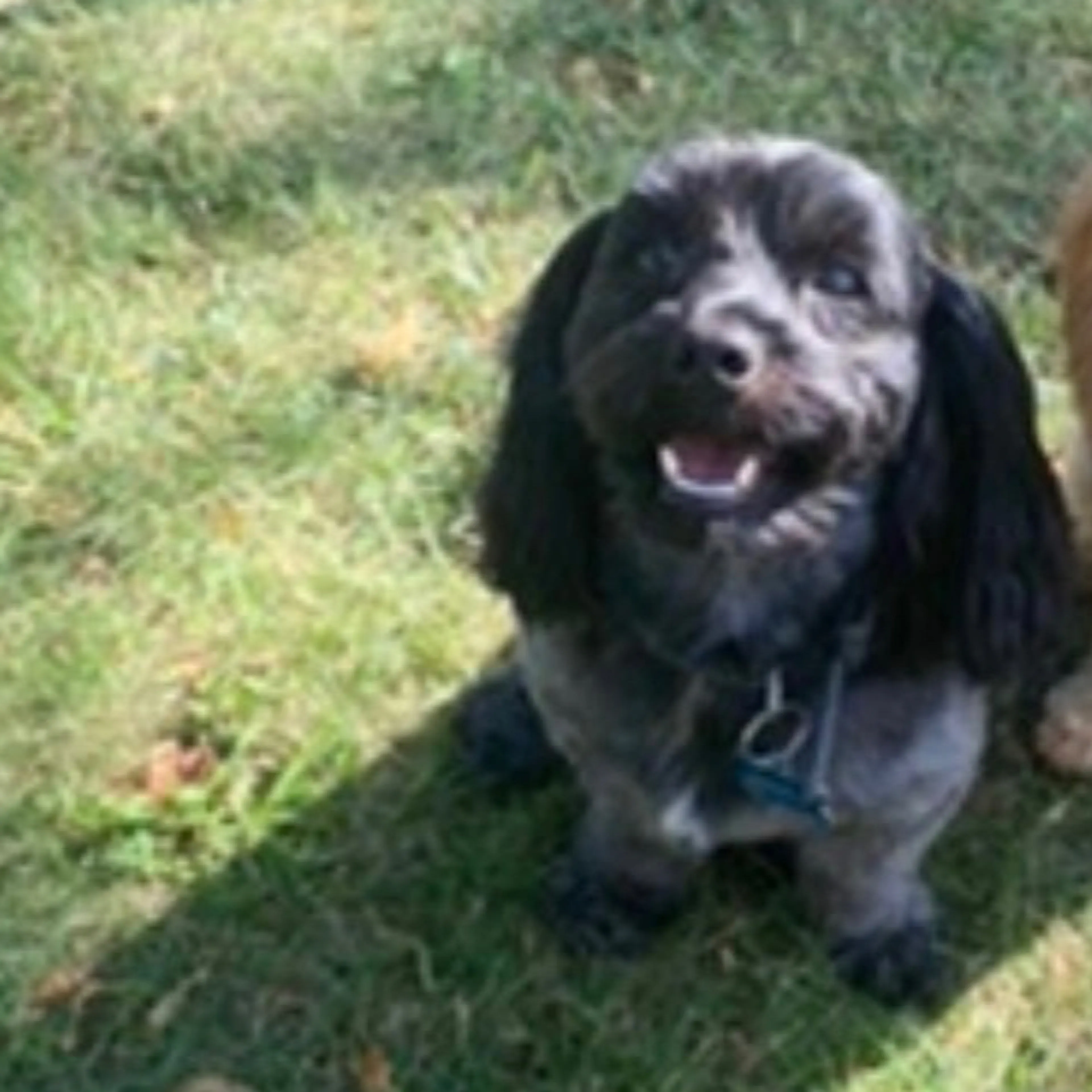 Lost pet-1