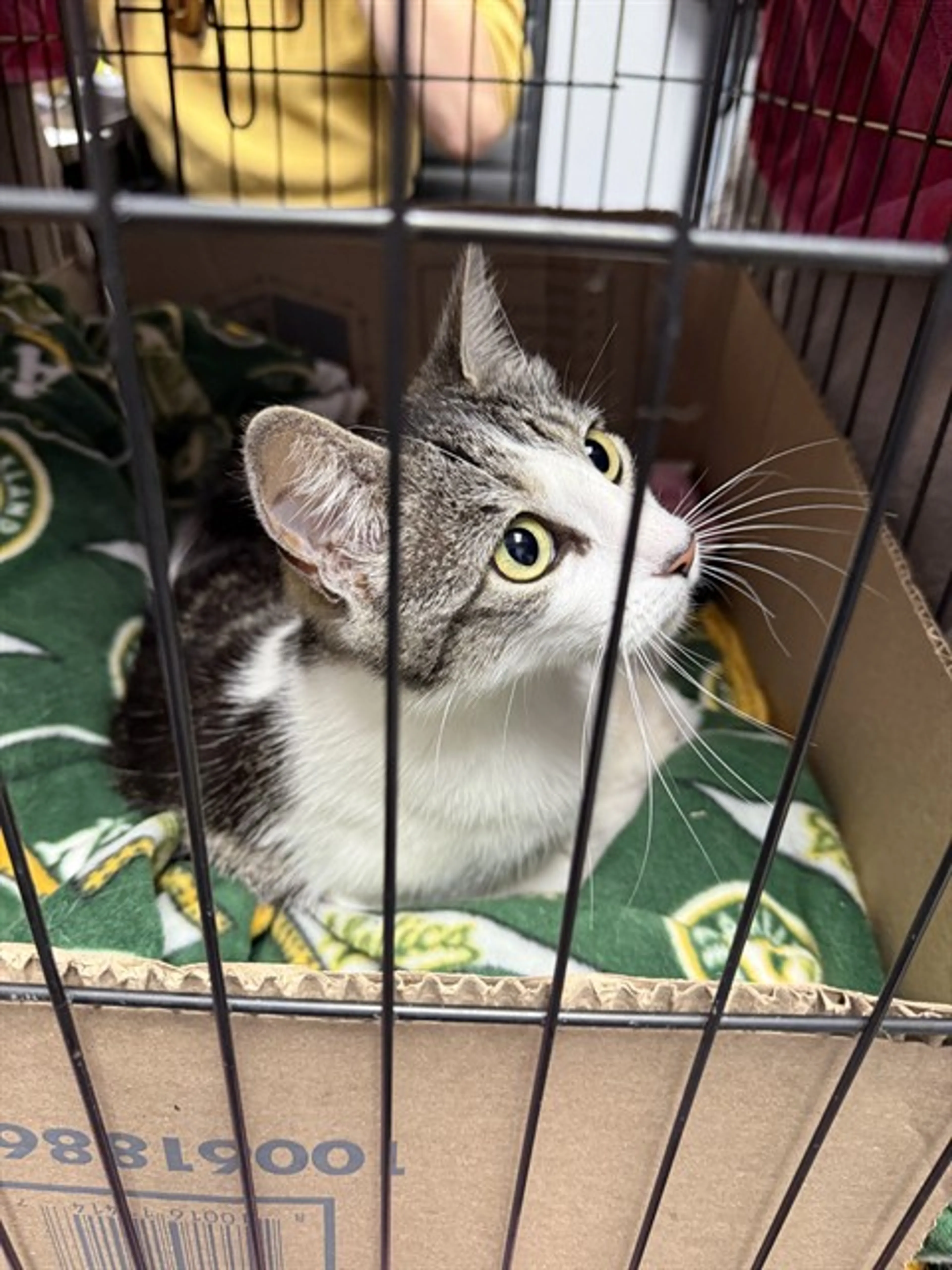 Found pet