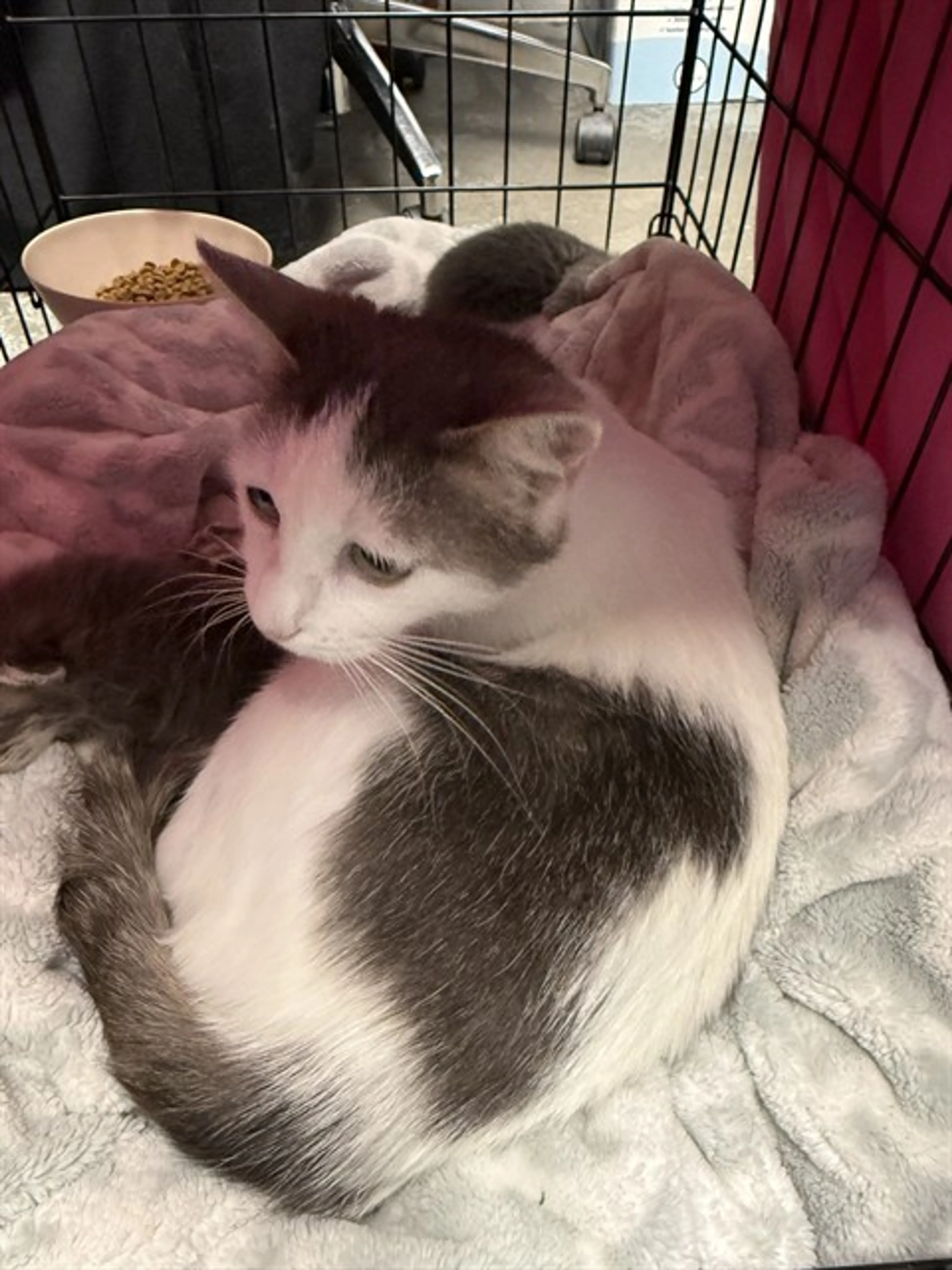 Found pet