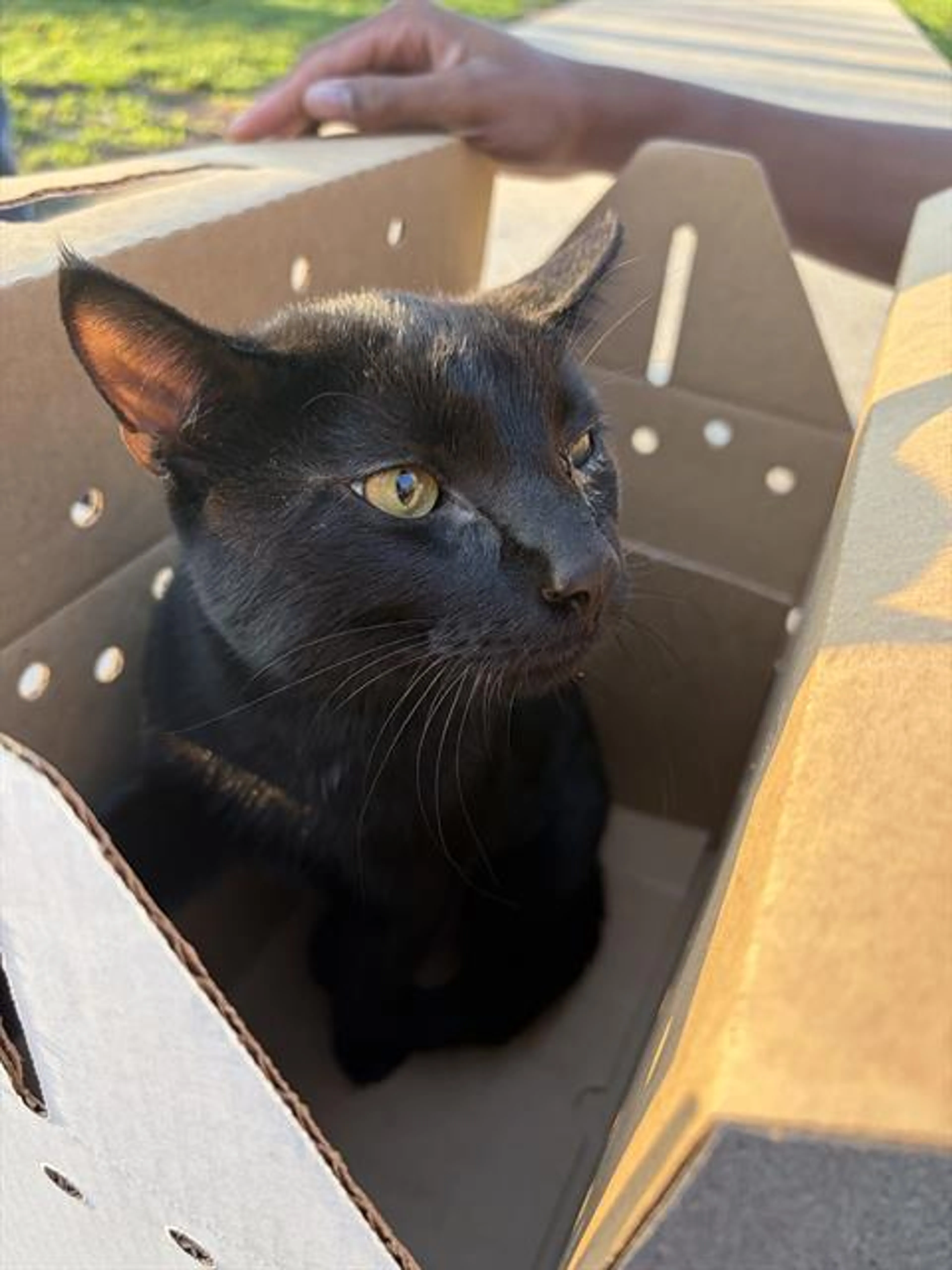 Found pet