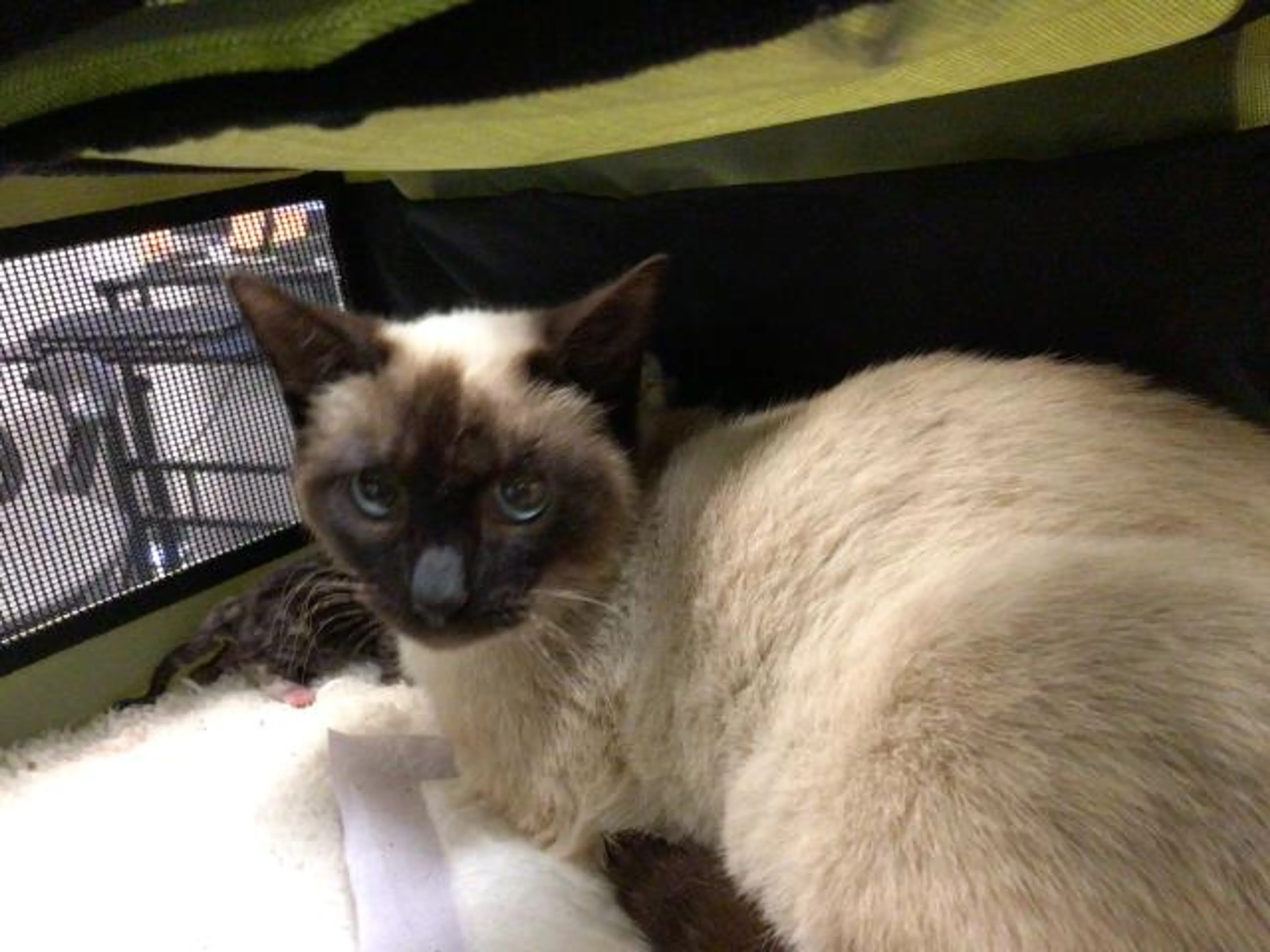 Found pet