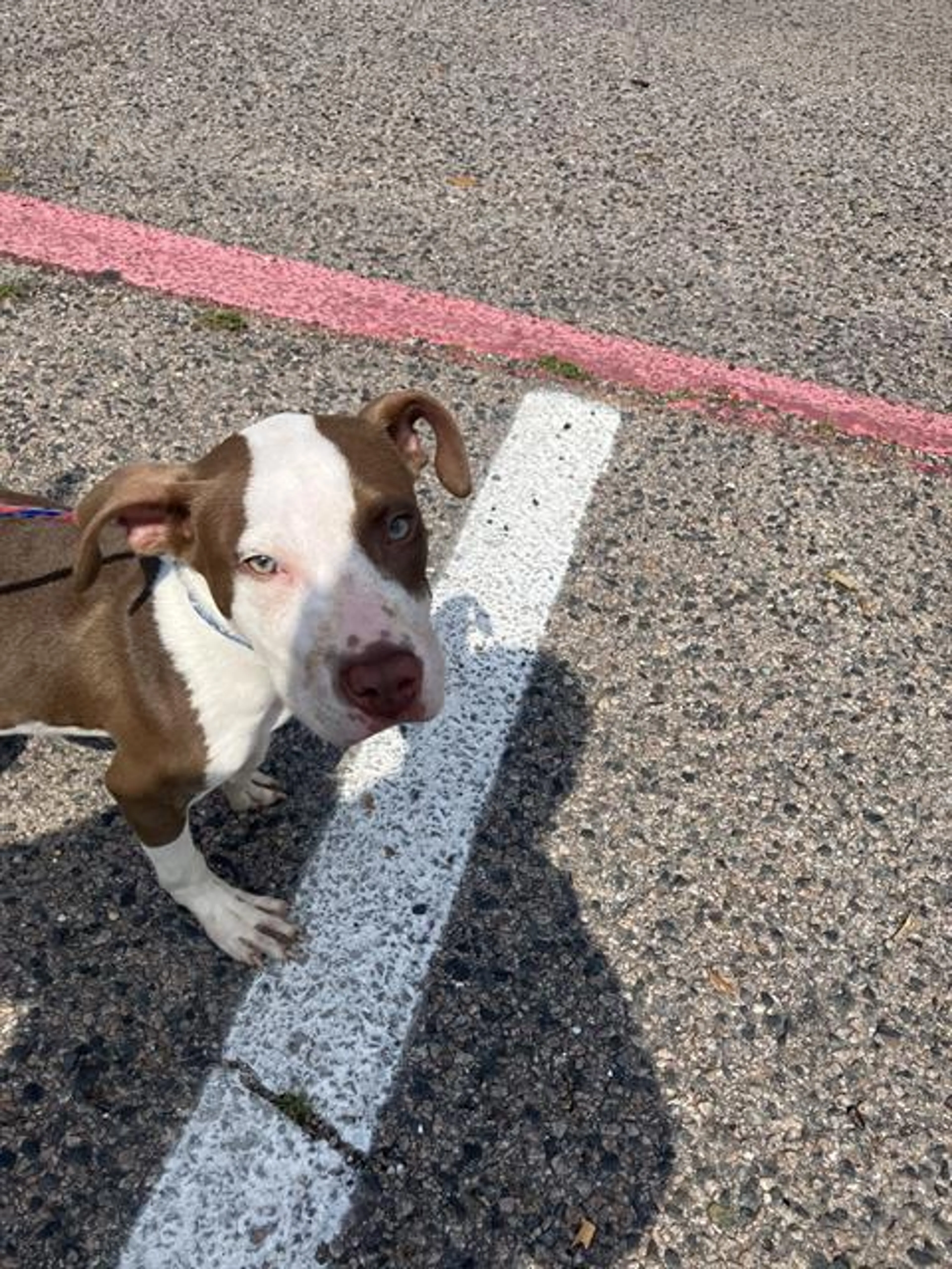 Found pet