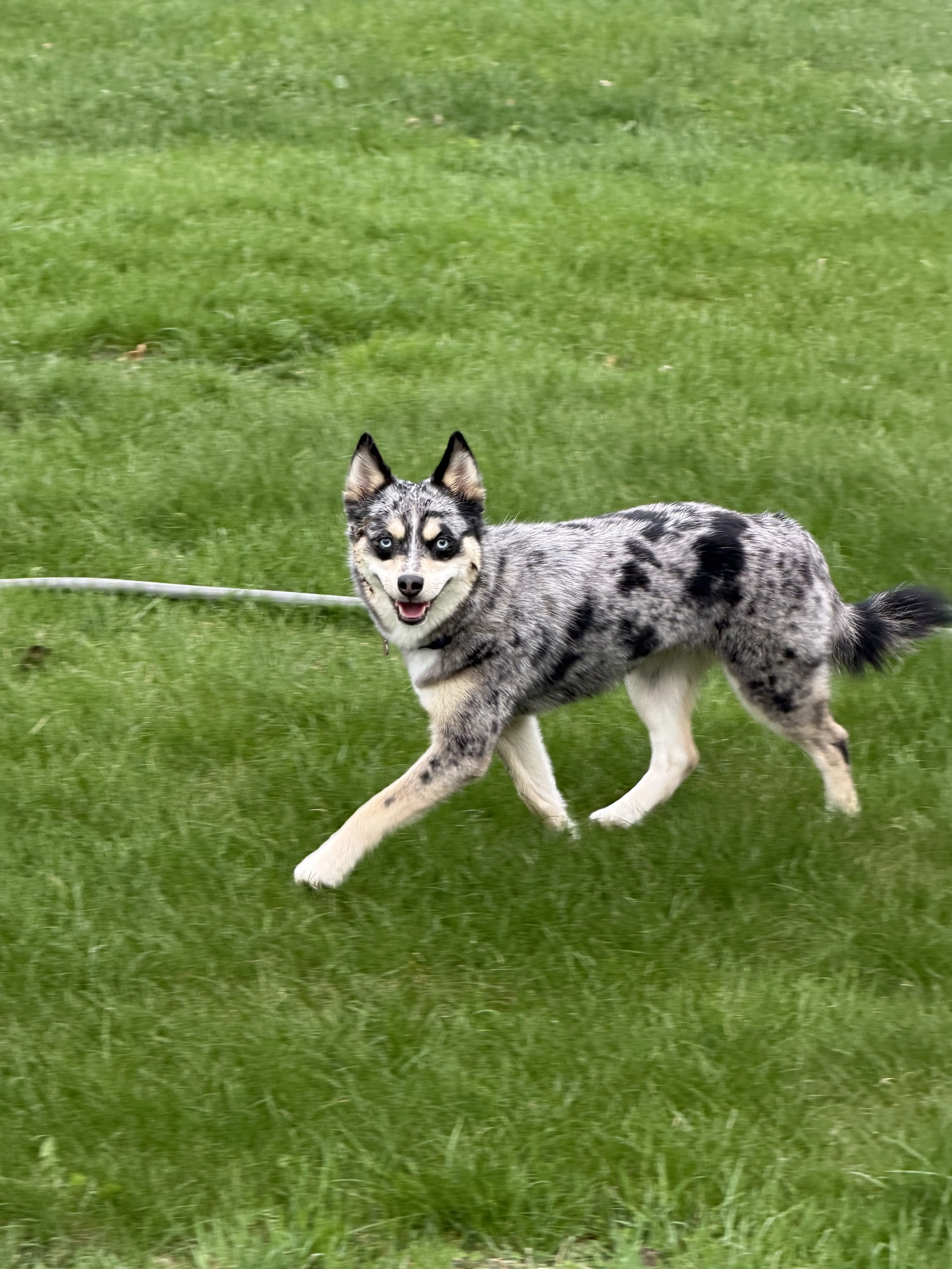 Lost pet