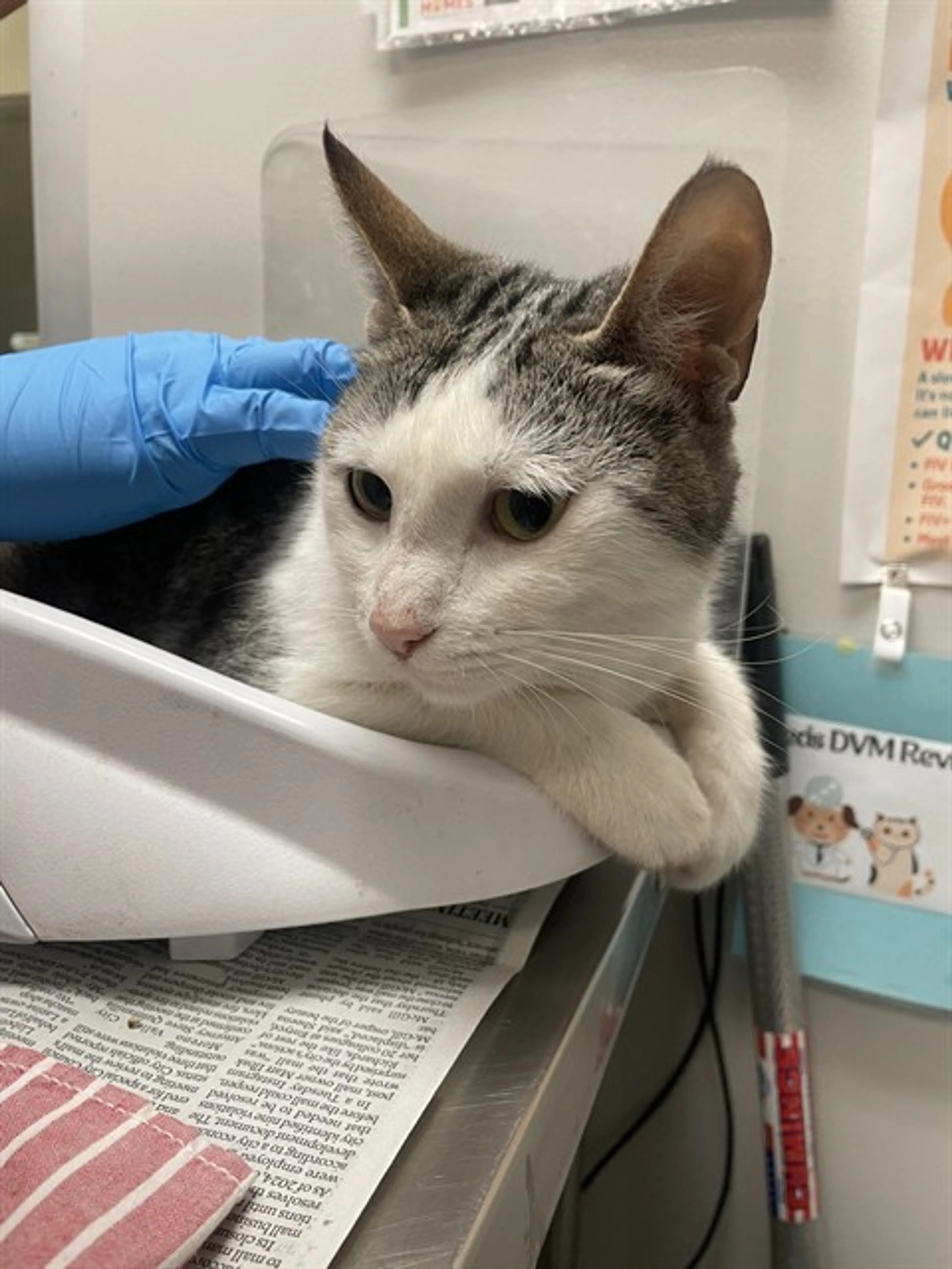 Found pet