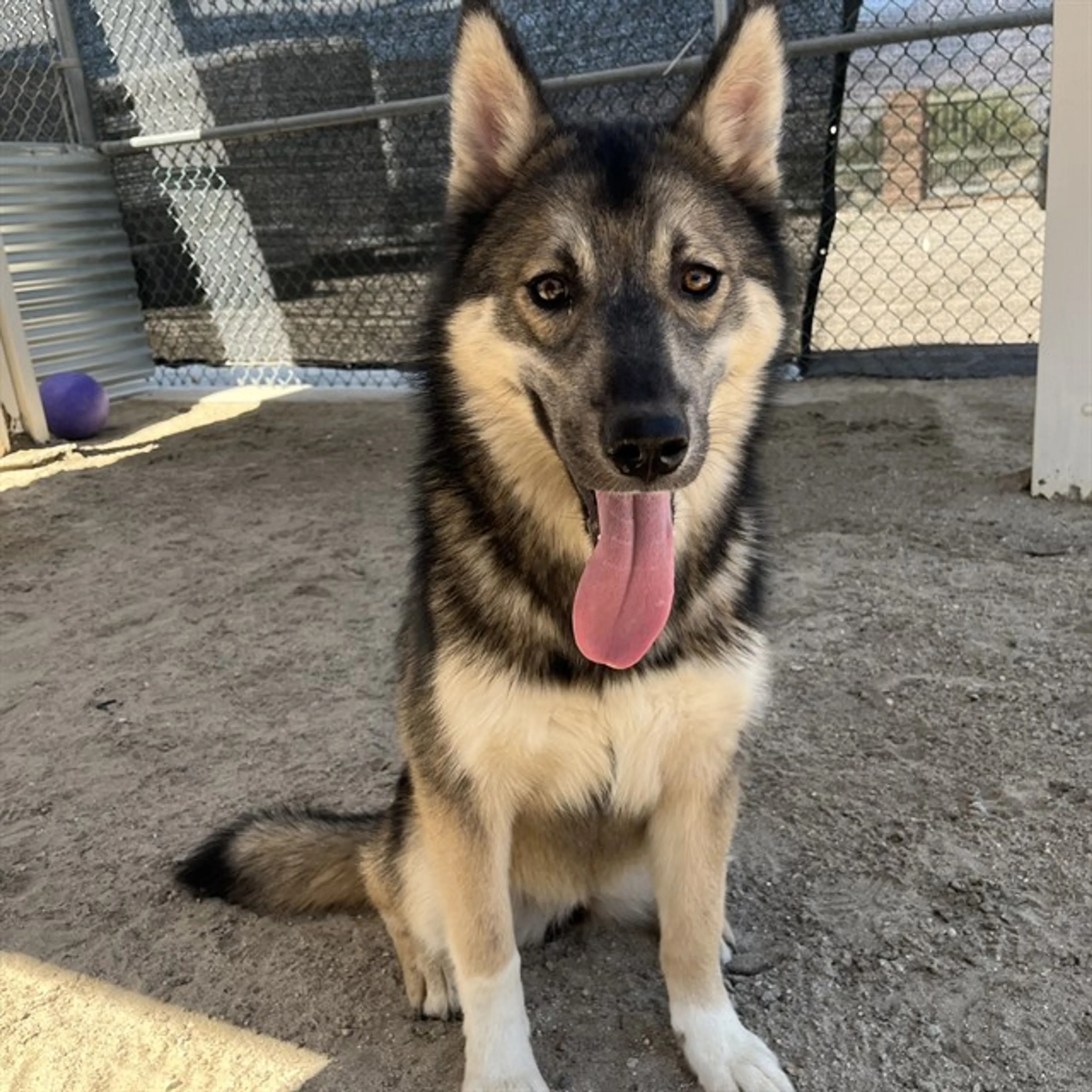 Found pet
