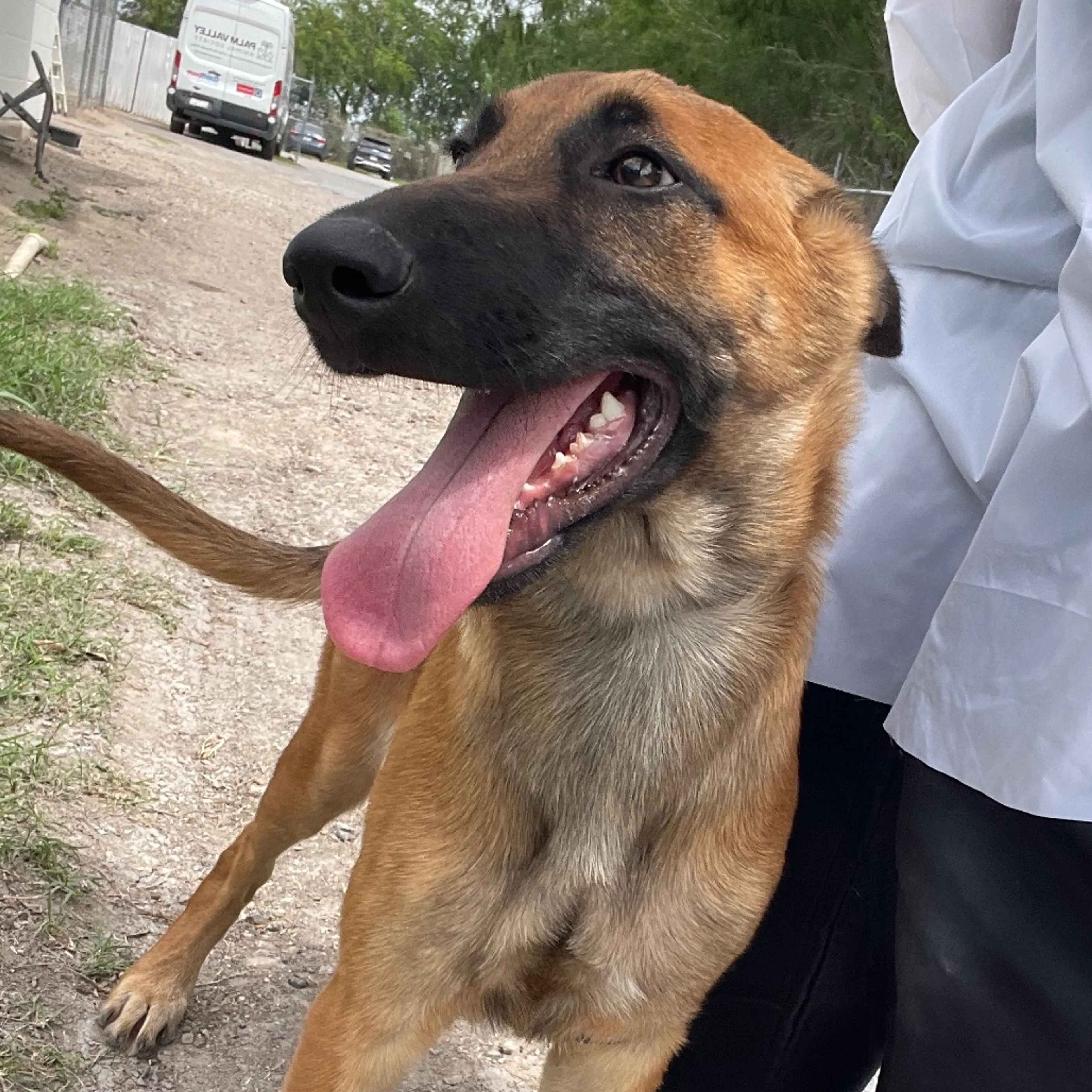 Found pet-2