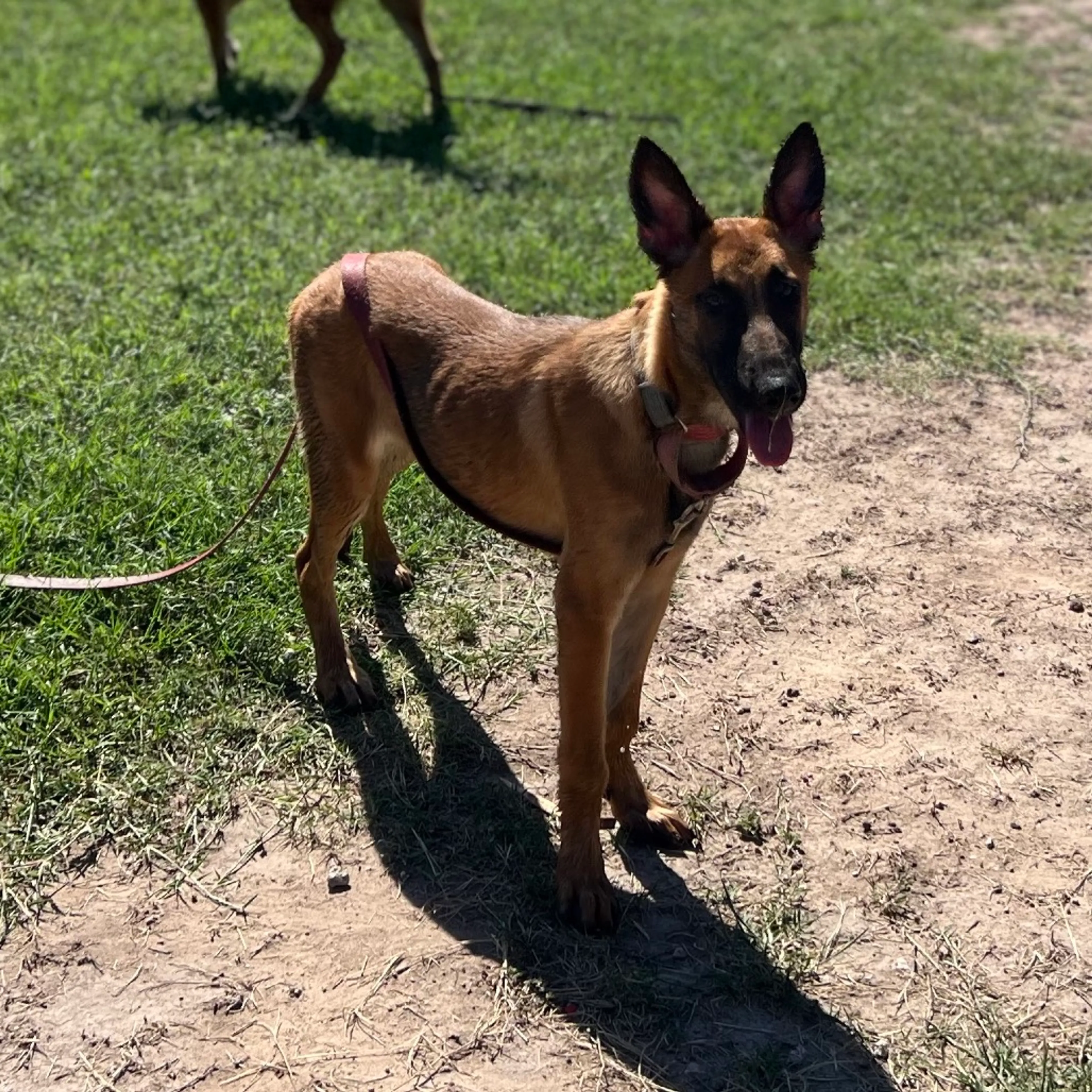 Found pet-5