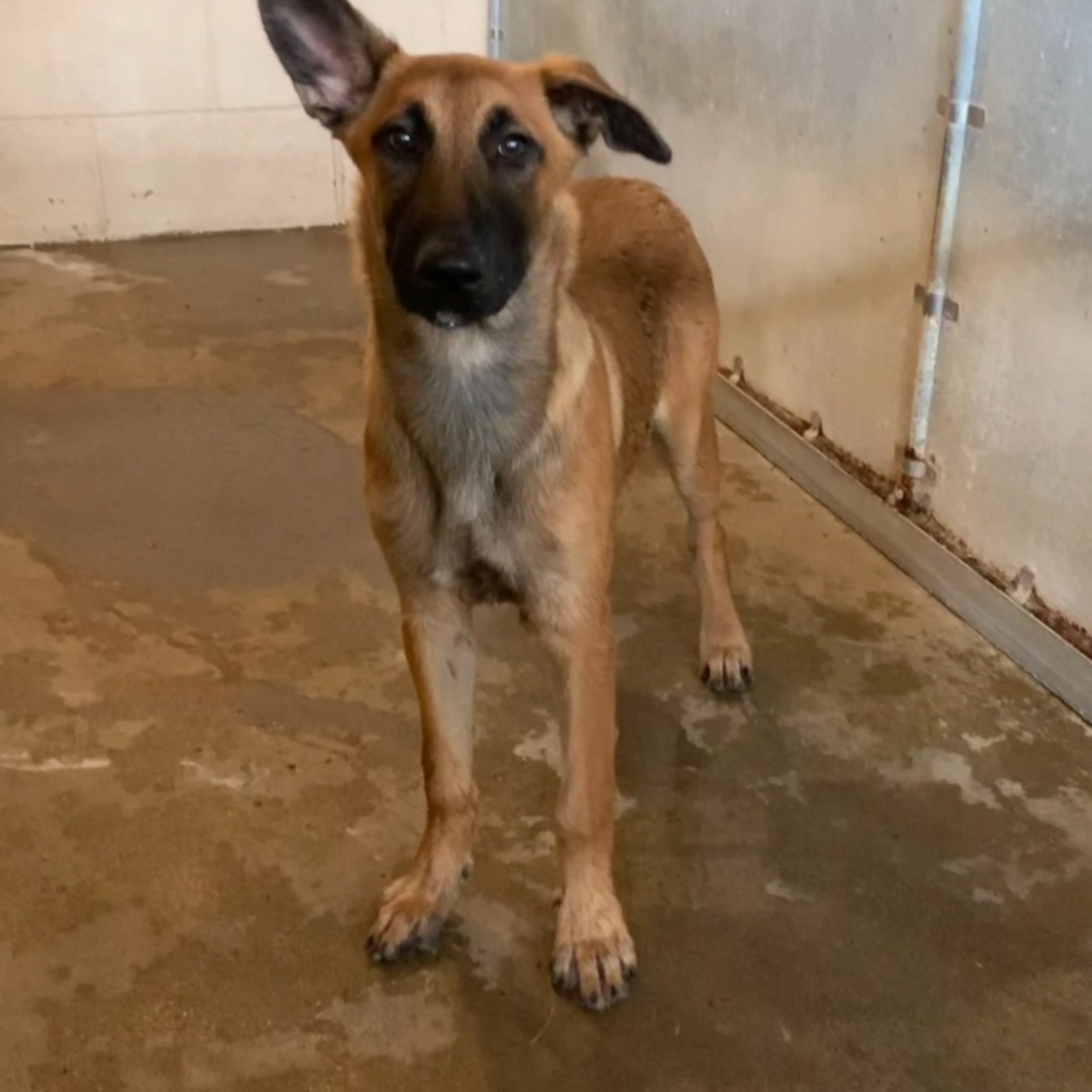 Found pet-3
