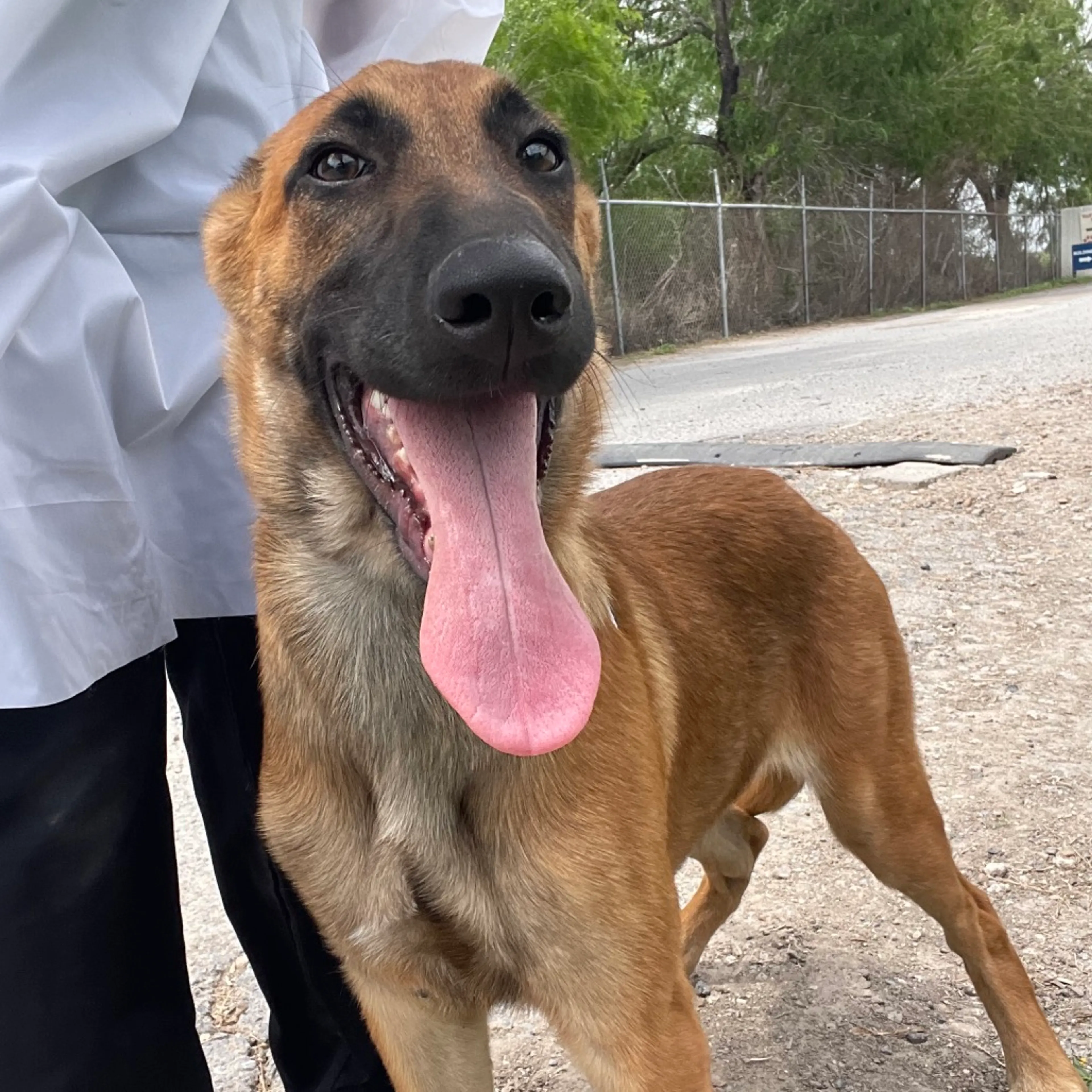 Found pet-1