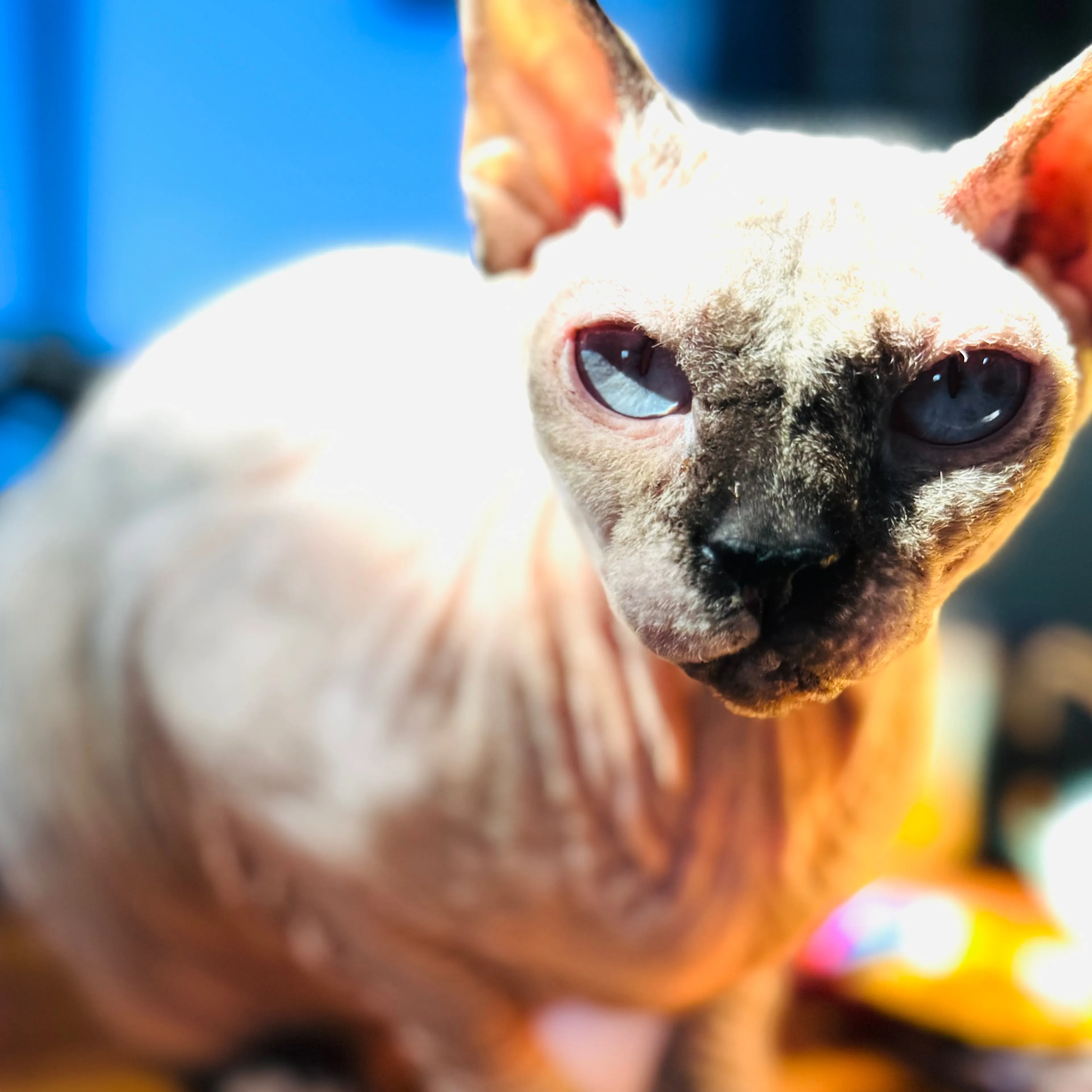 Lost pet-1