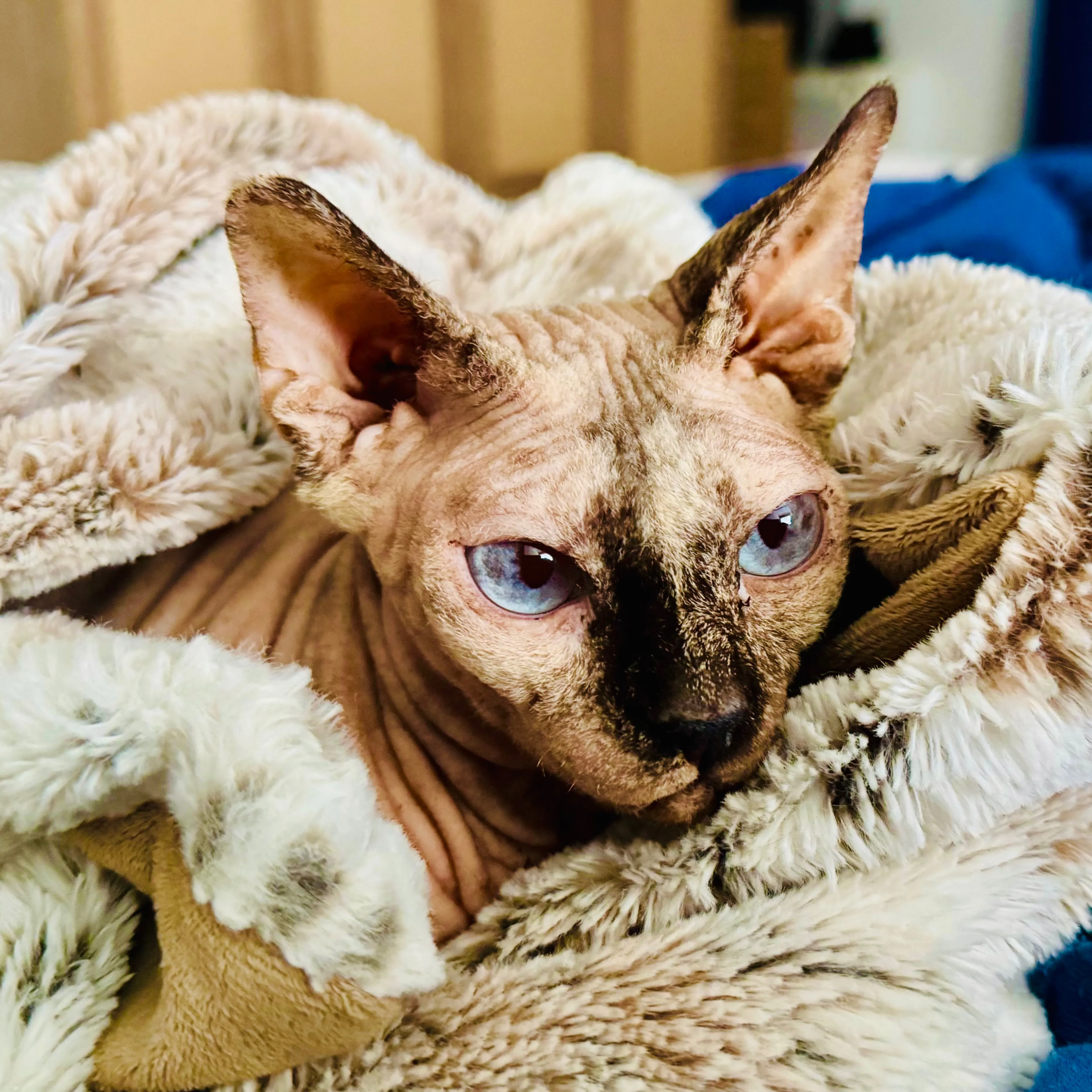 Lost pet-3