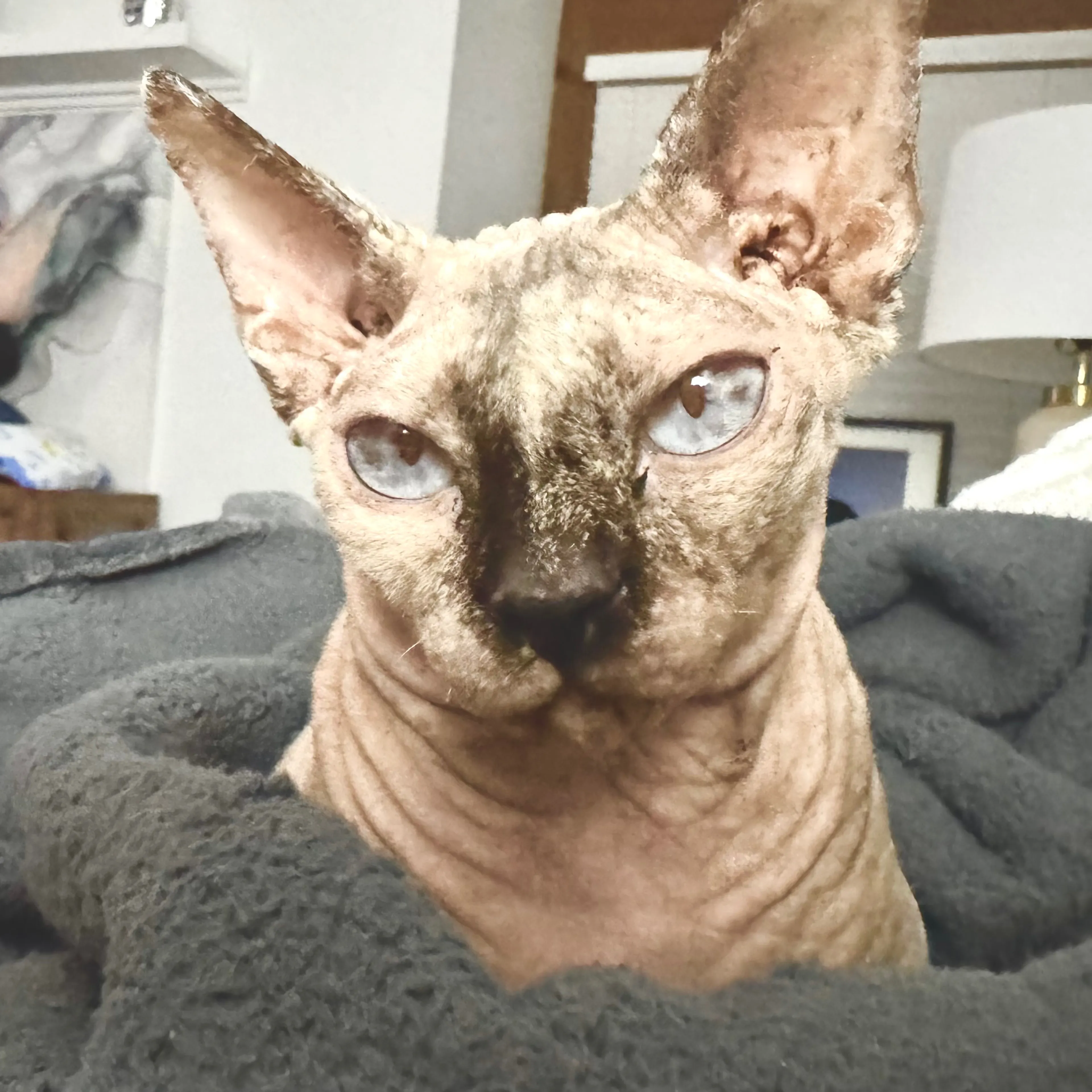 Lost pet-2