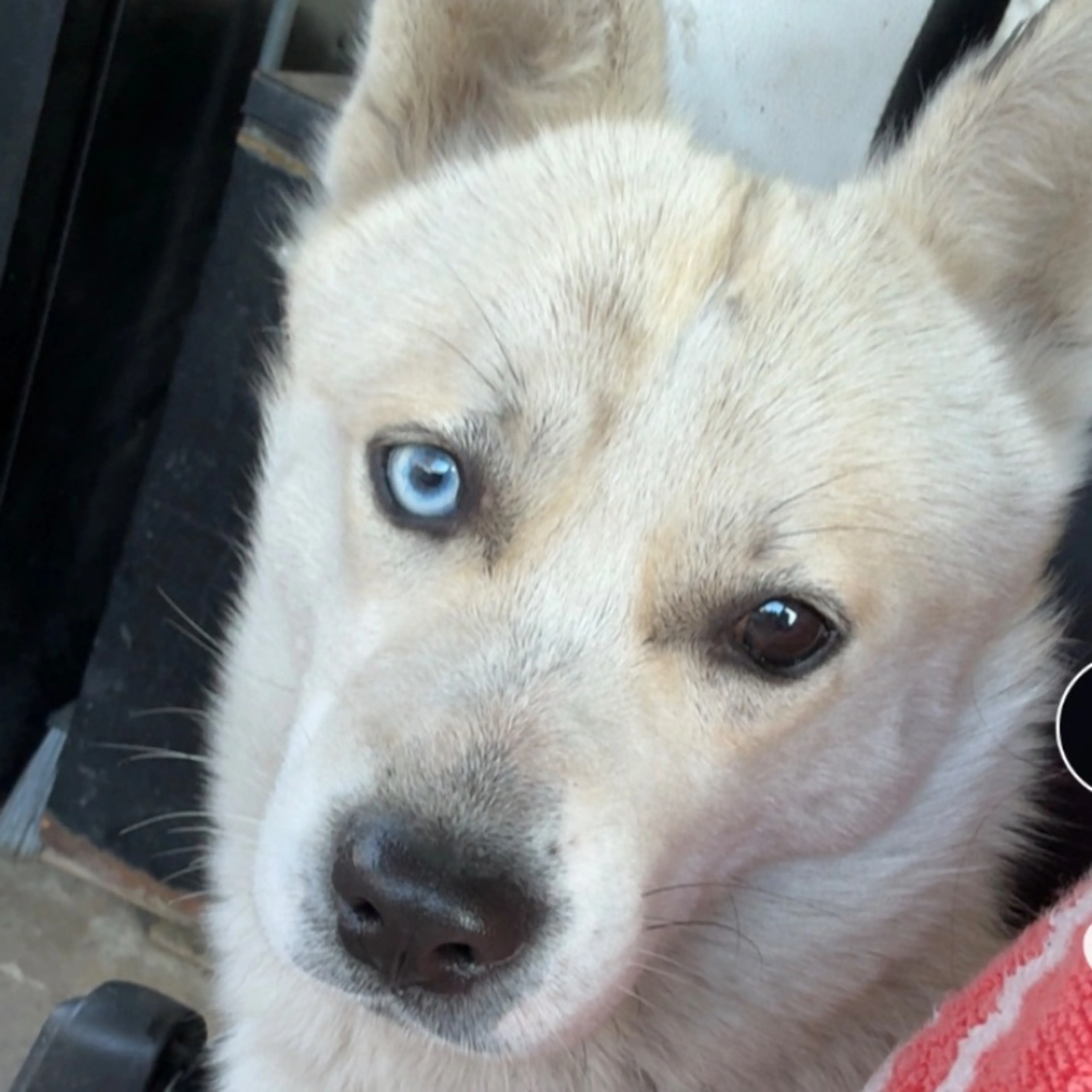 Lost pet