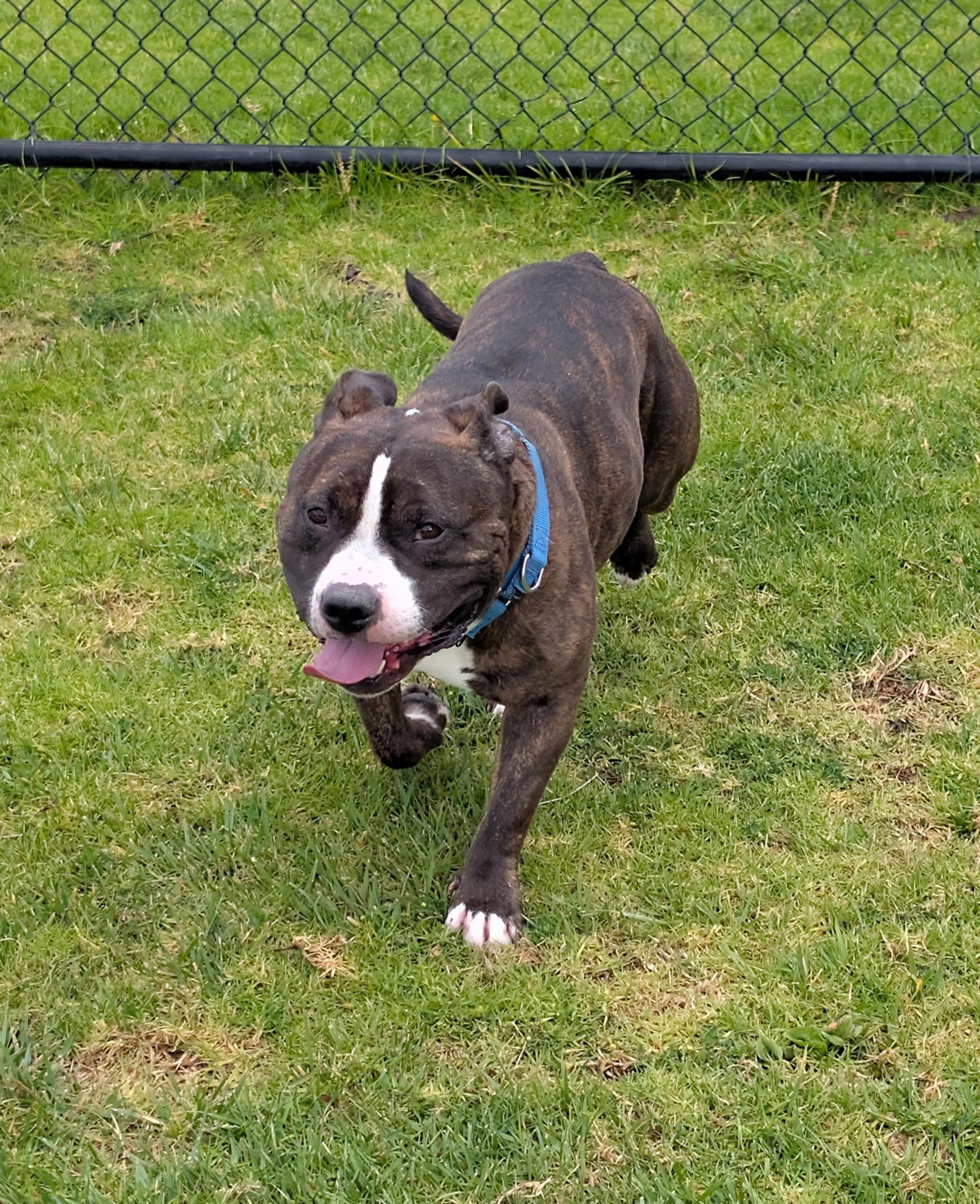 Found pet-1