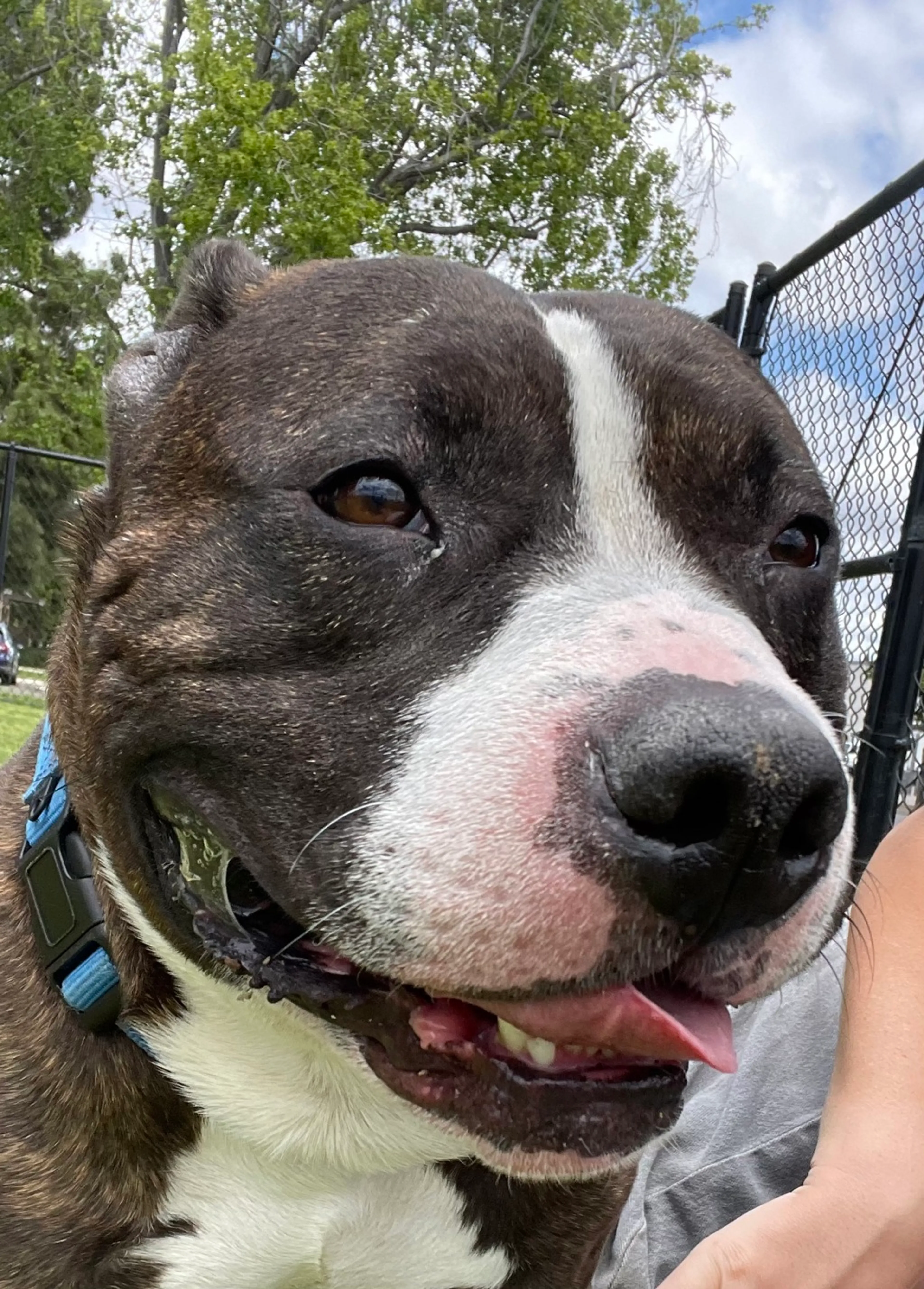 Found pet-4