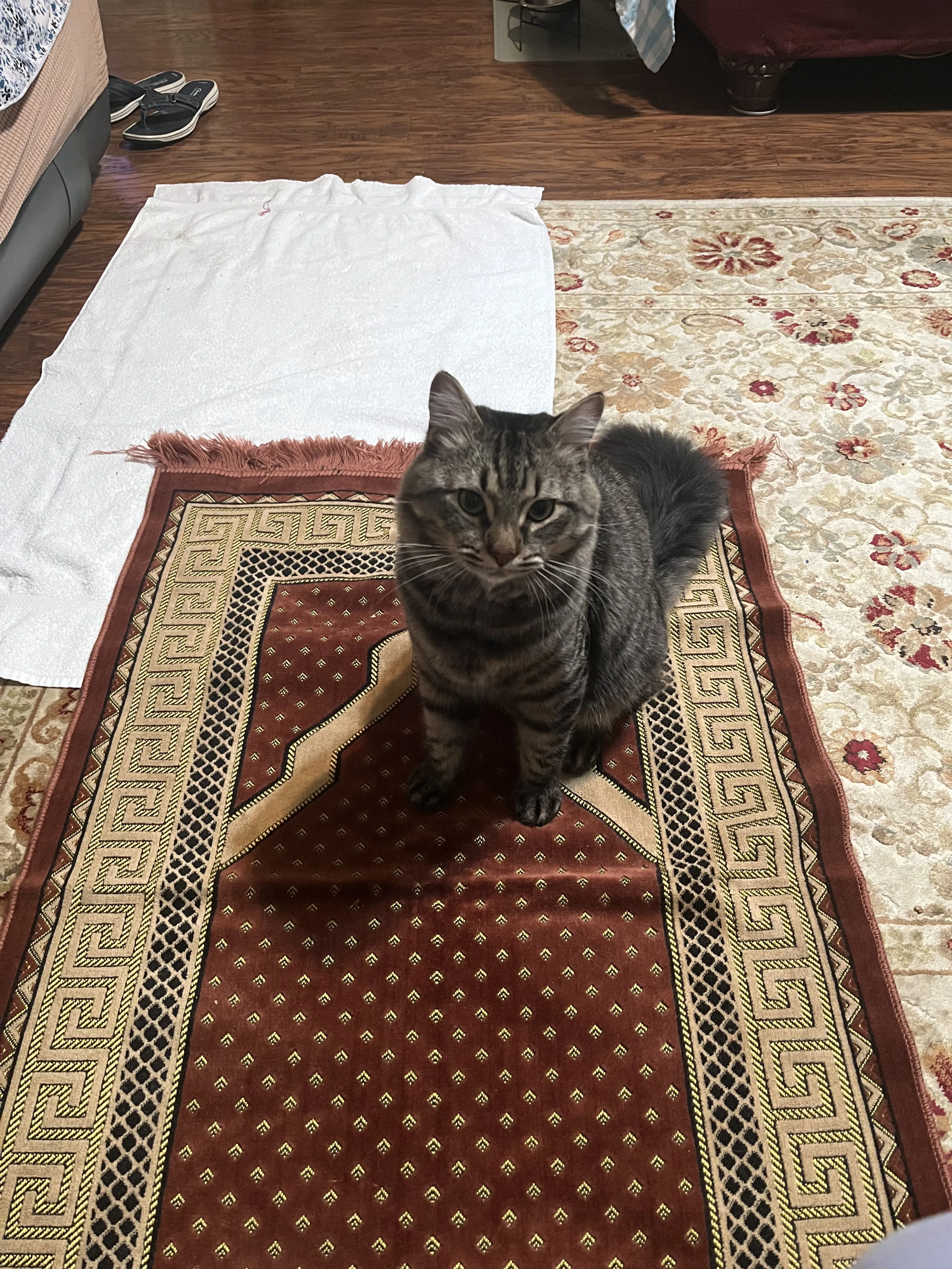 Lost pet-1