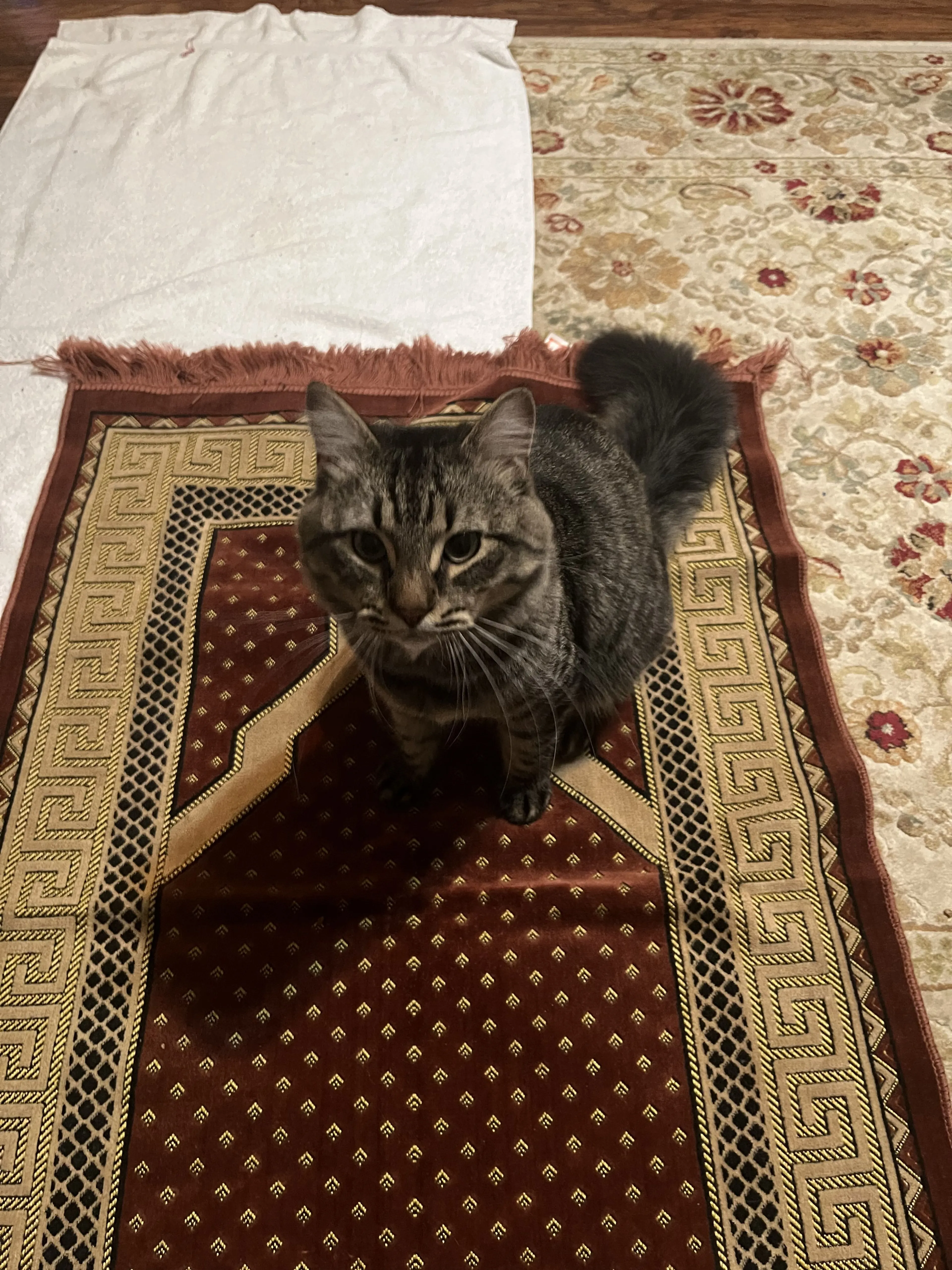 Lost pet-0