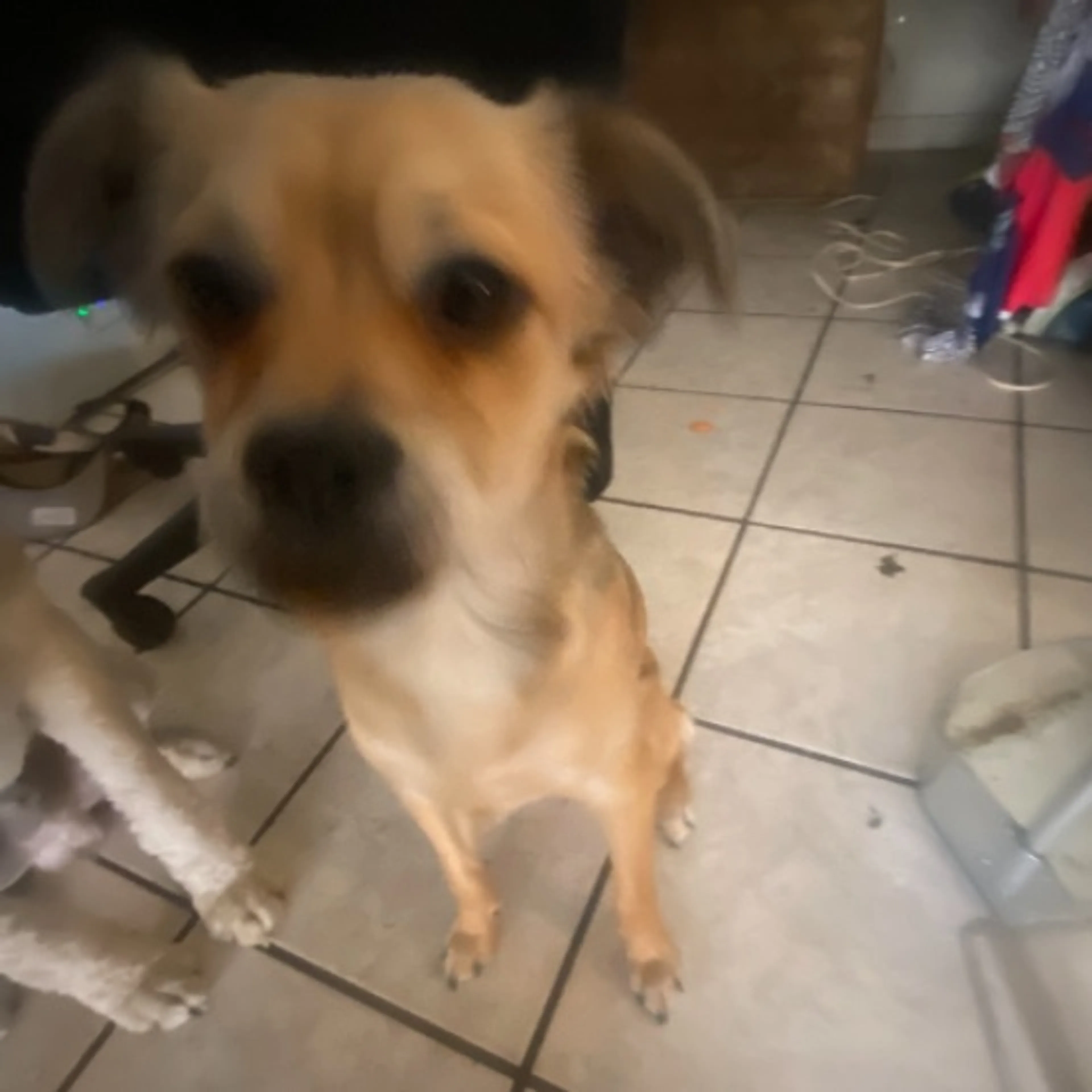 Lost pet