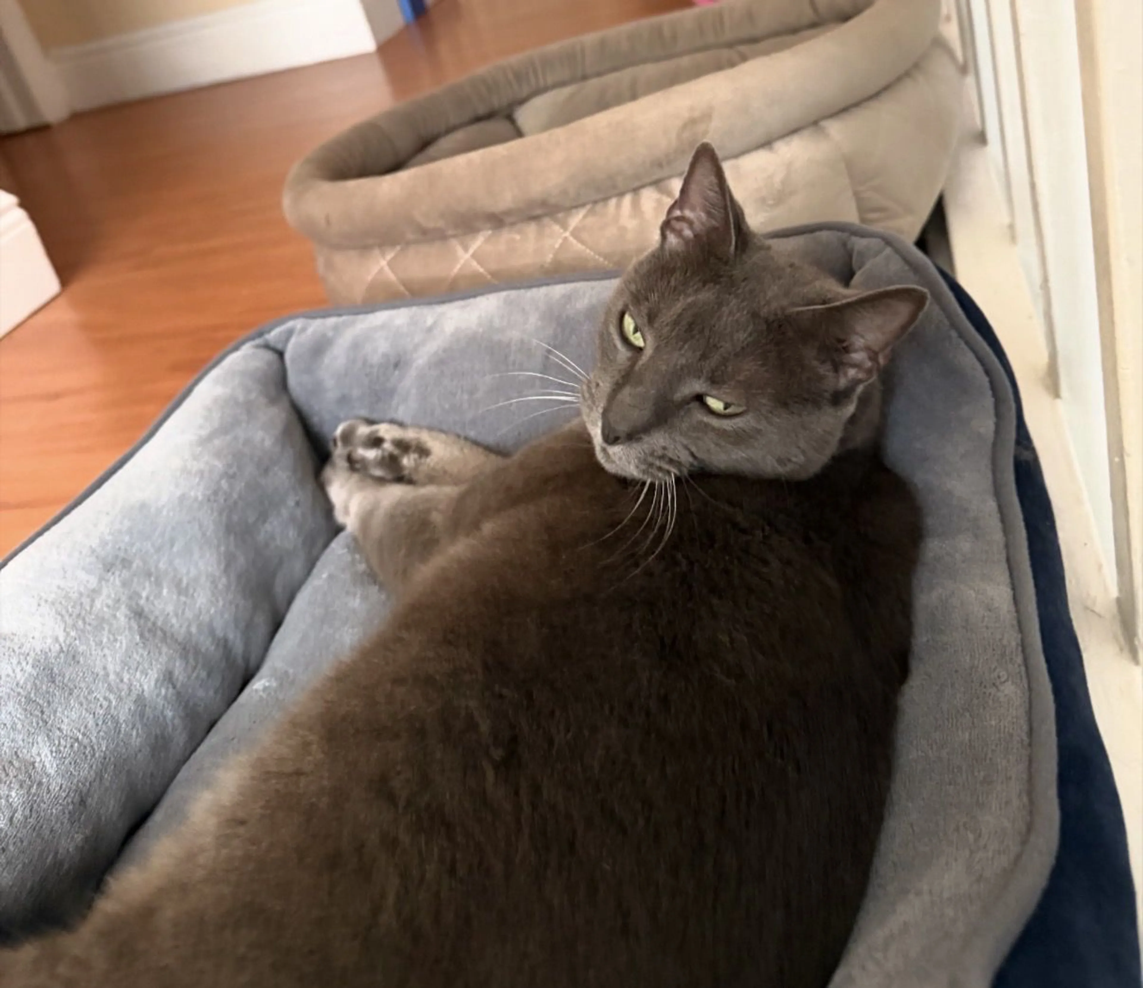 Lost pet-1