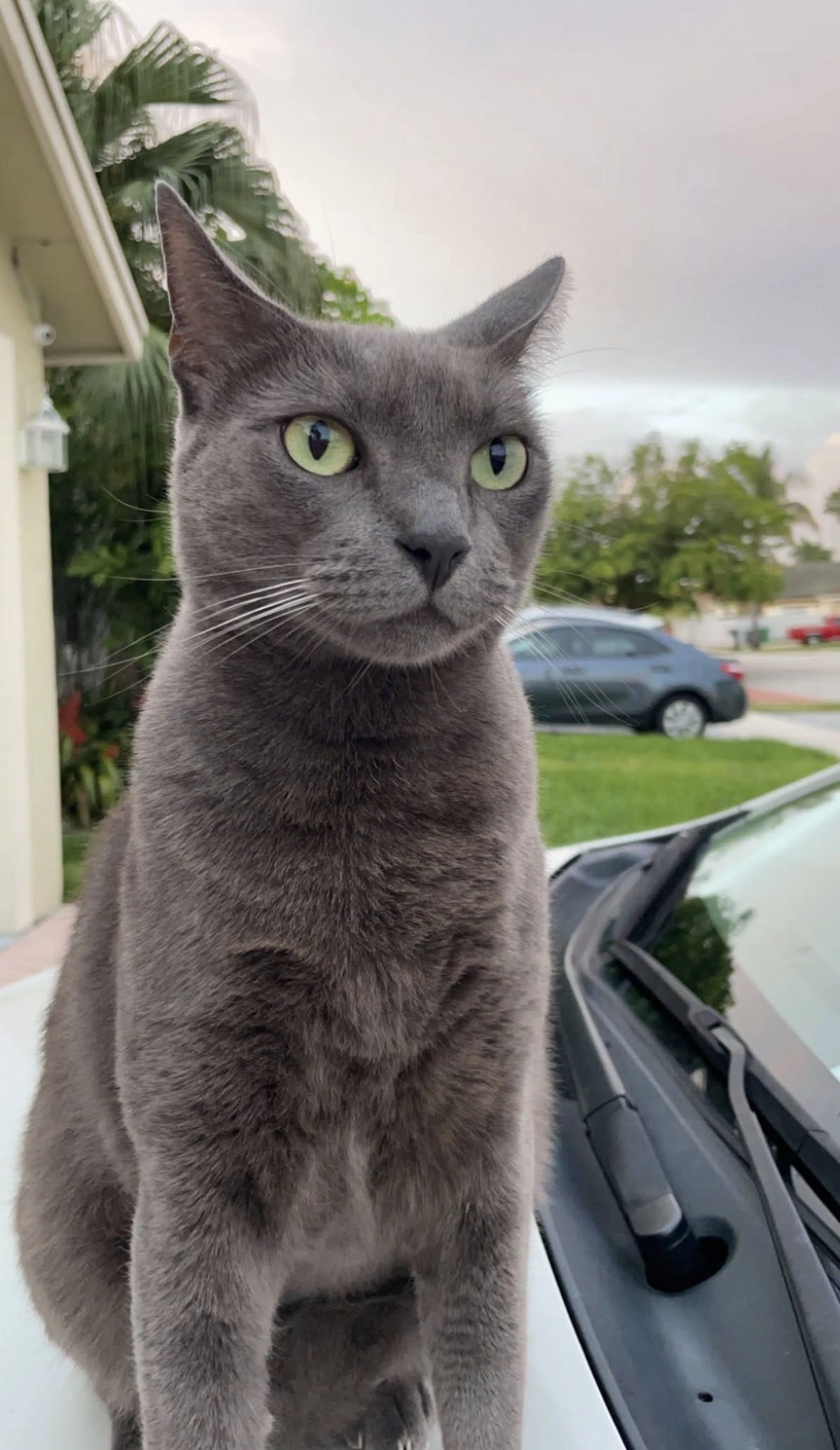Lost pet-0