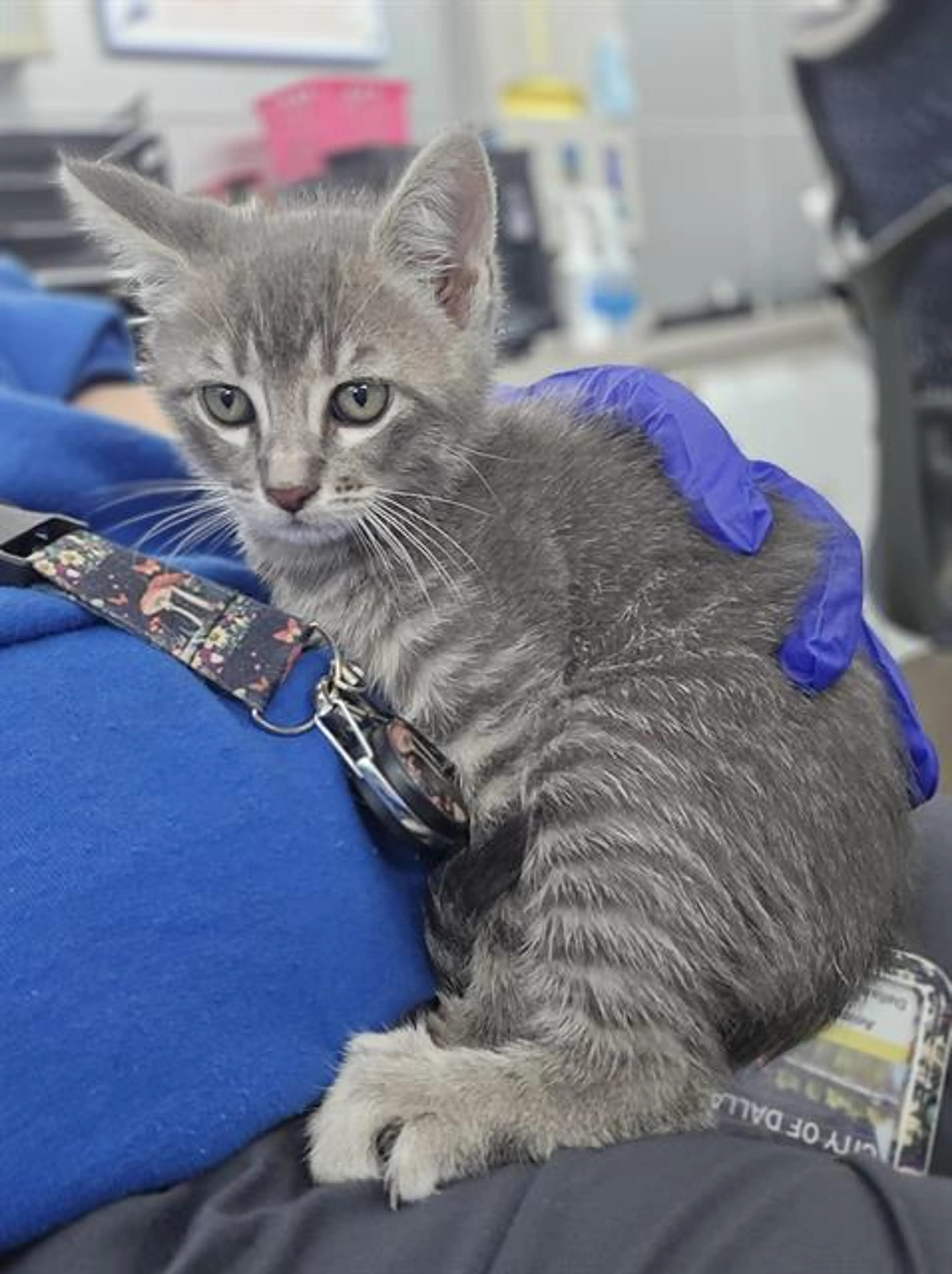 Found pet