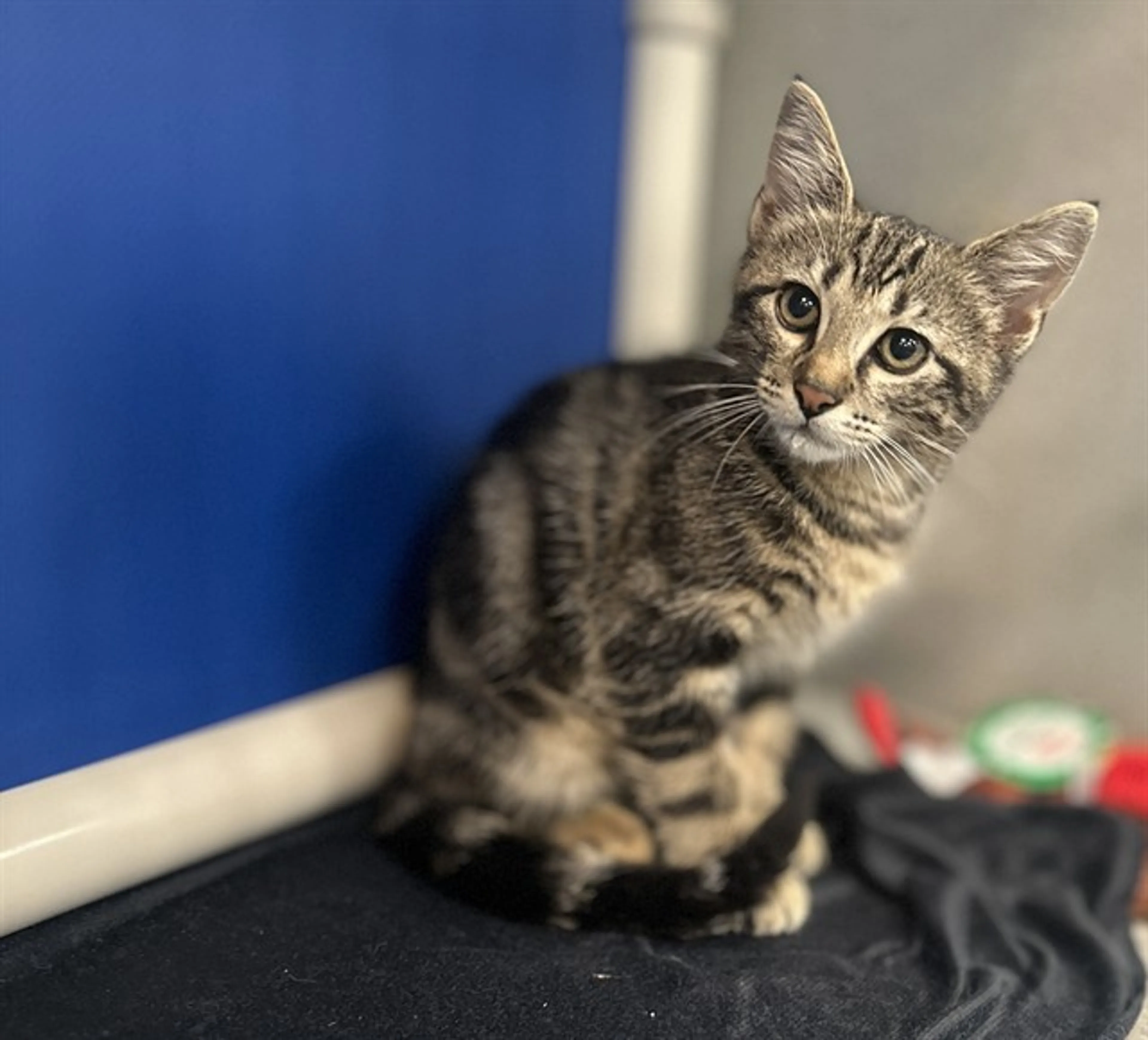 Found pet