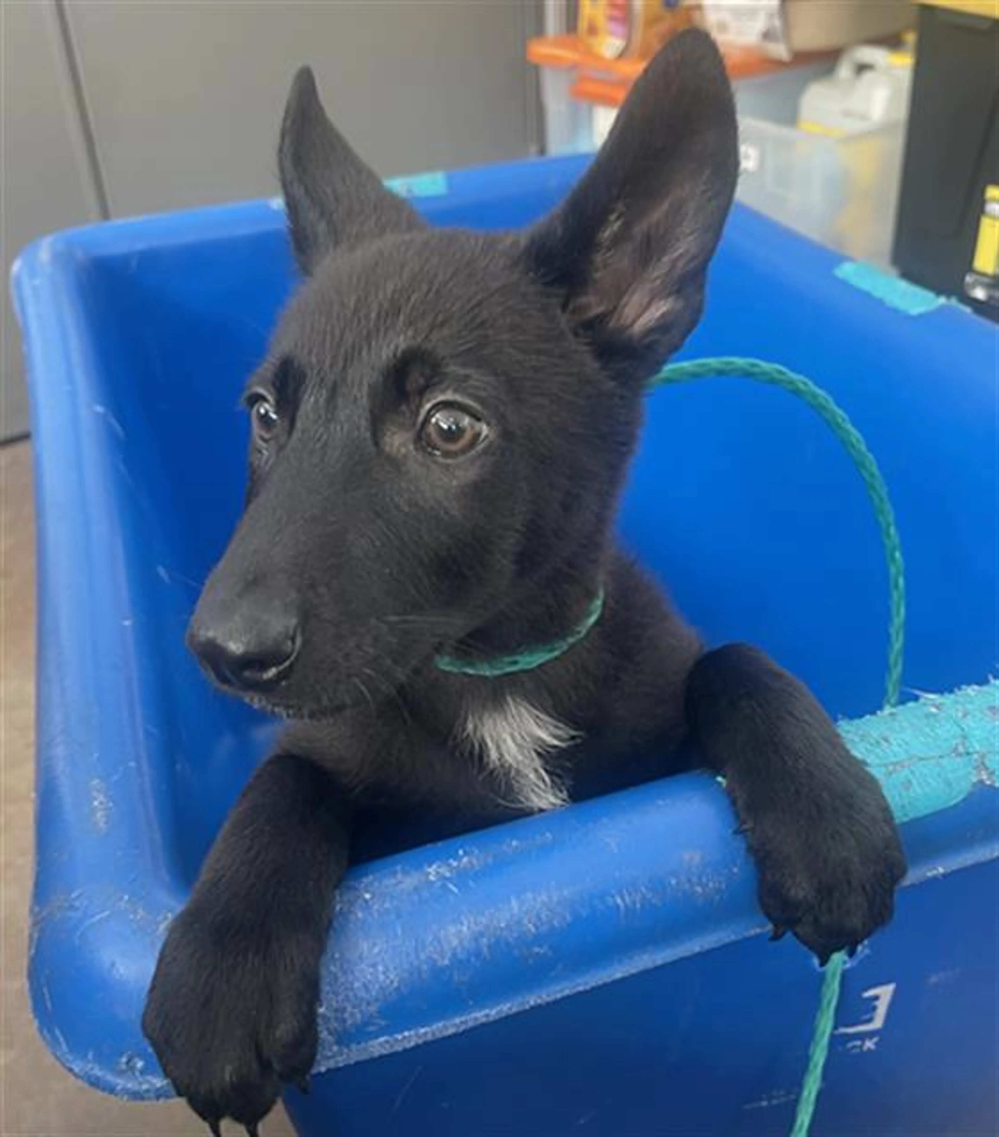Found pet