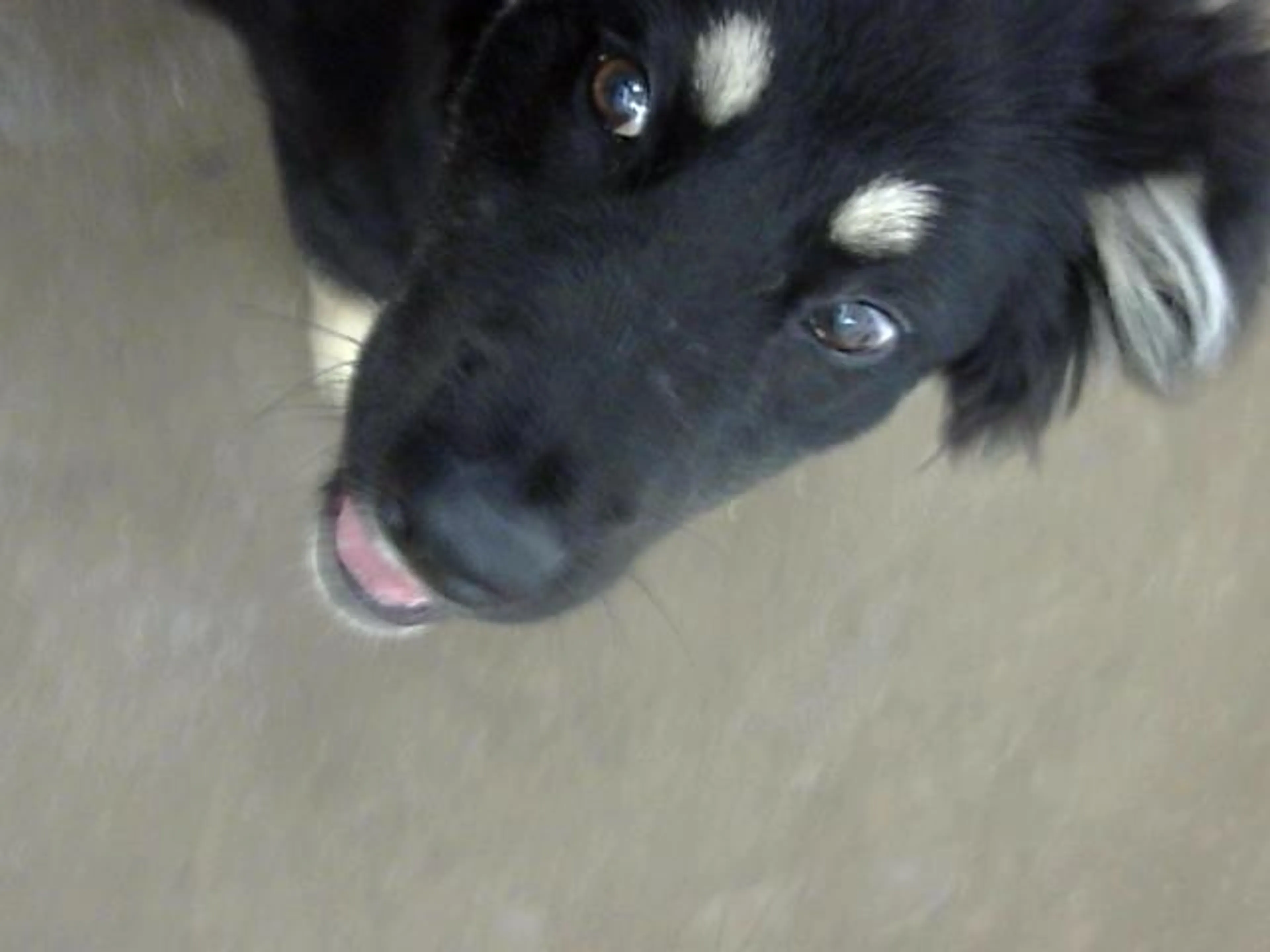 Found pet