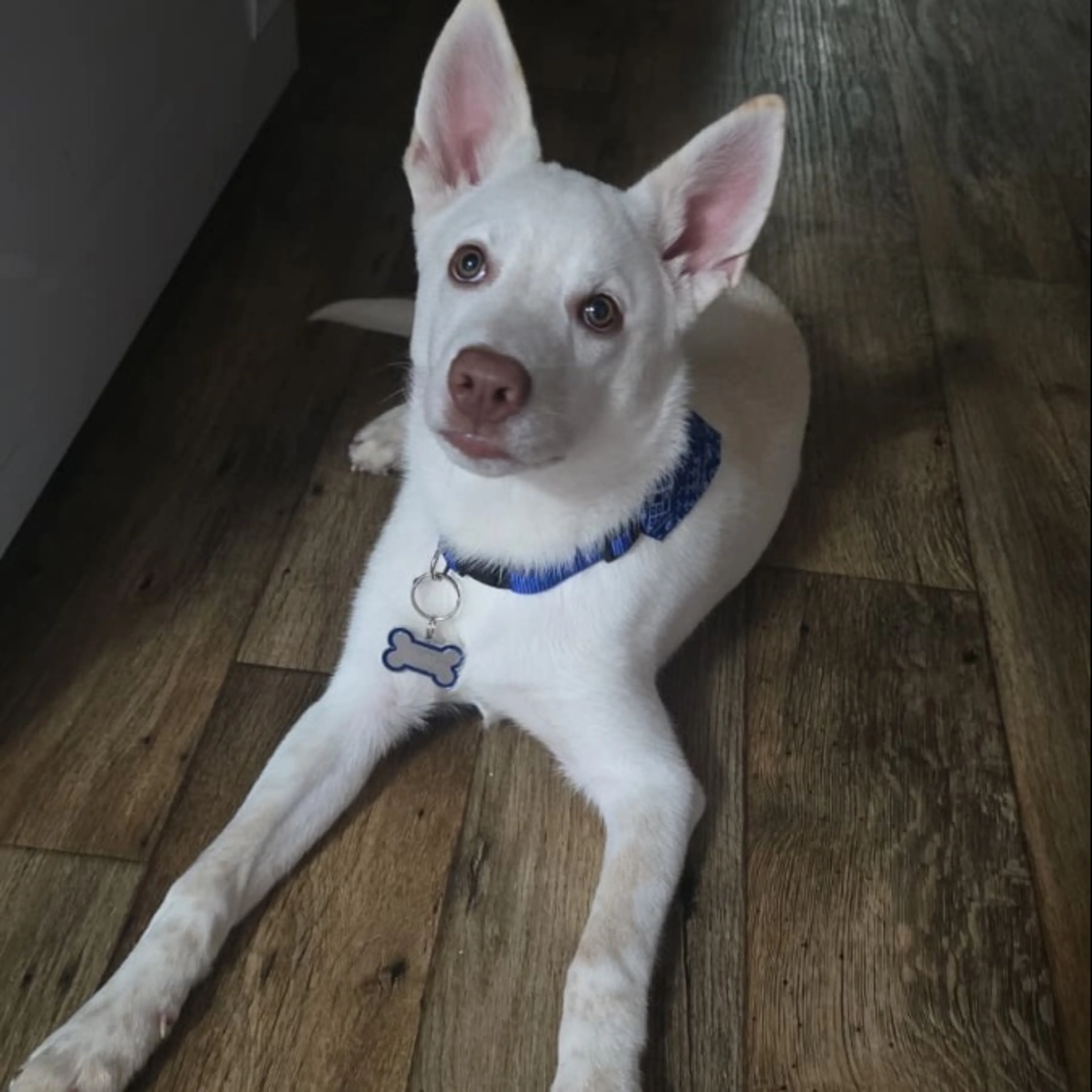 Lost pet