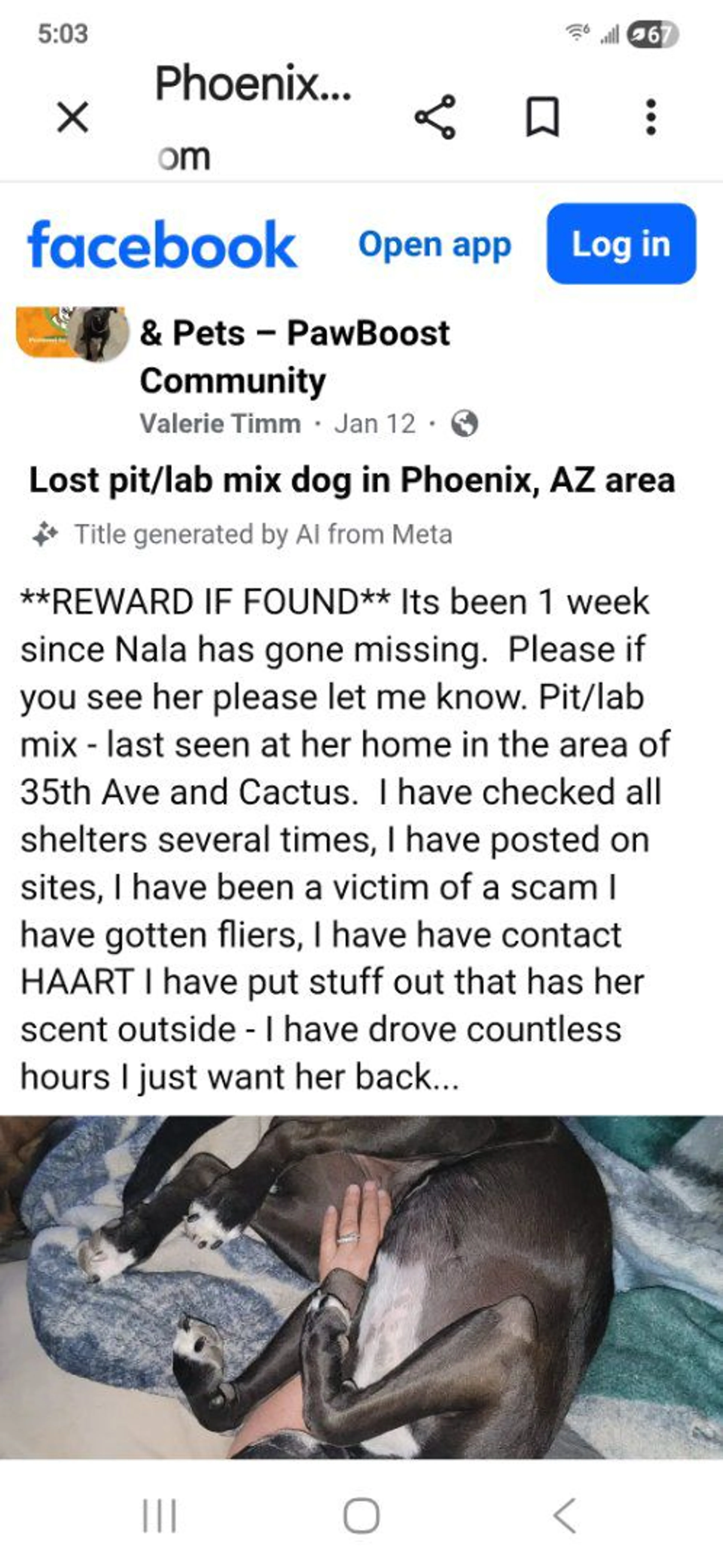 Lost pet-1