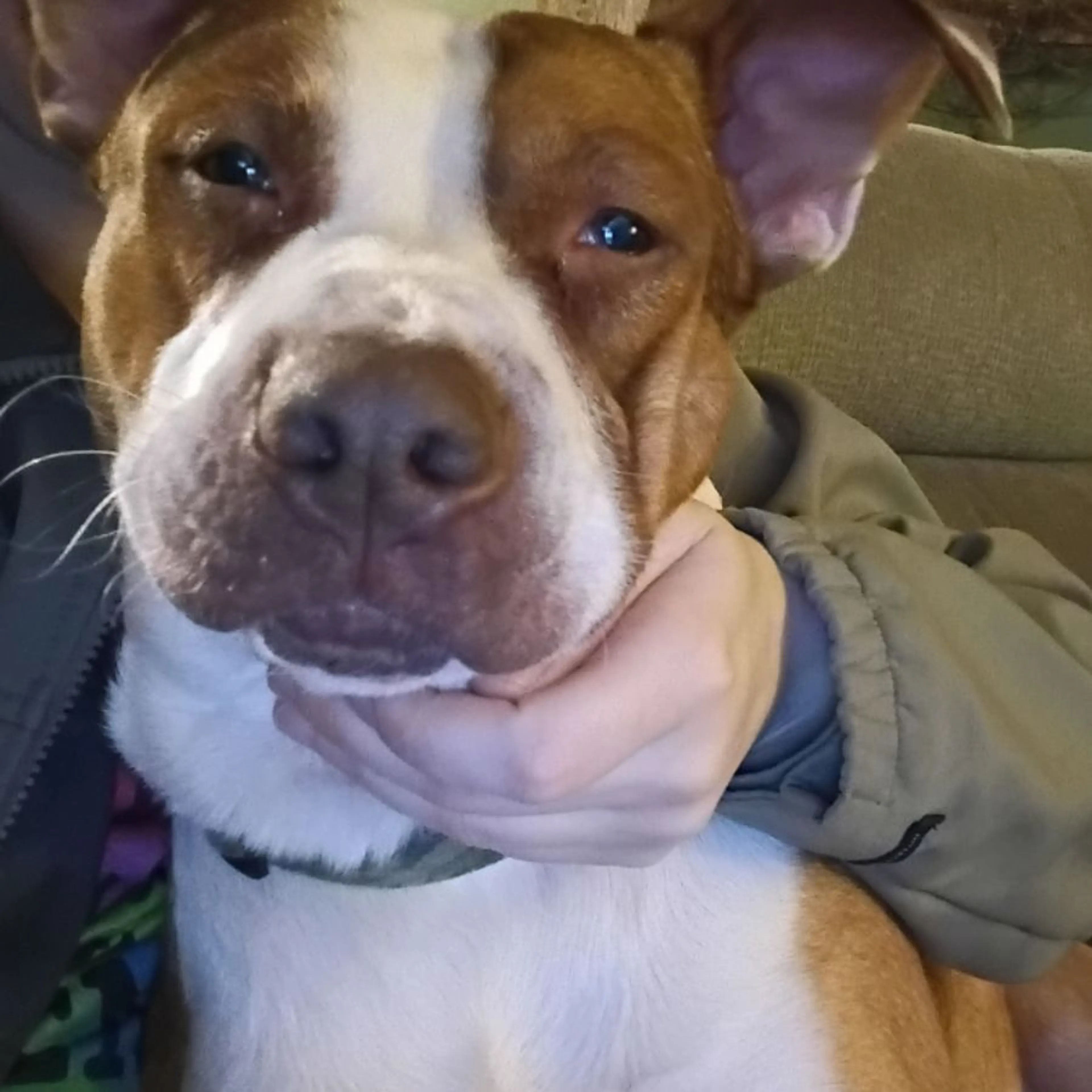 Lost pet