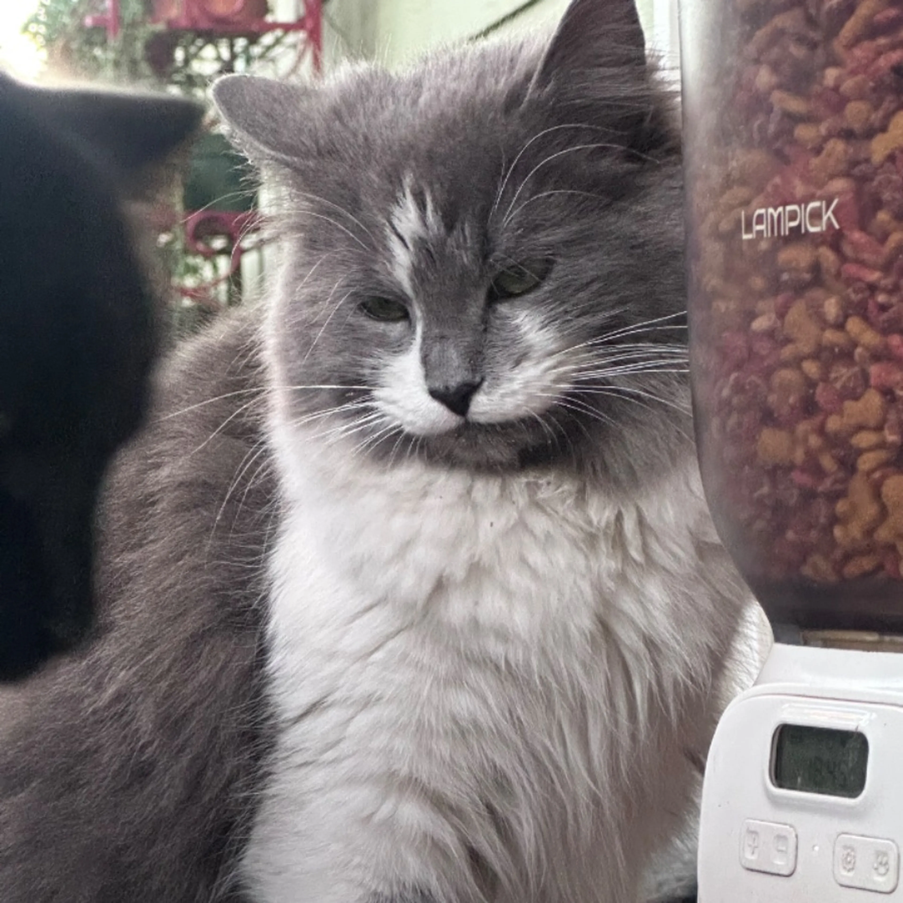 Lost pet