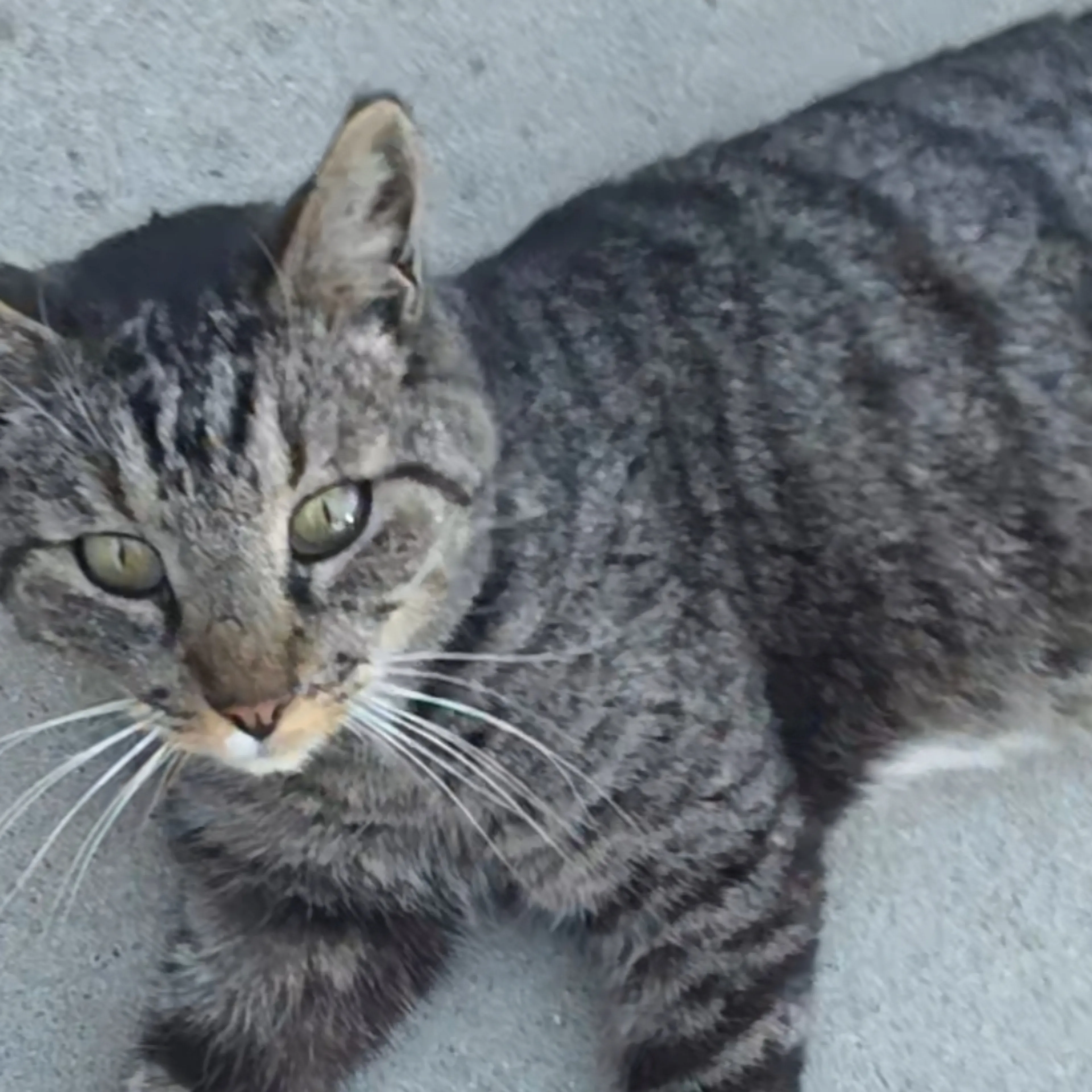 Lost pet-1