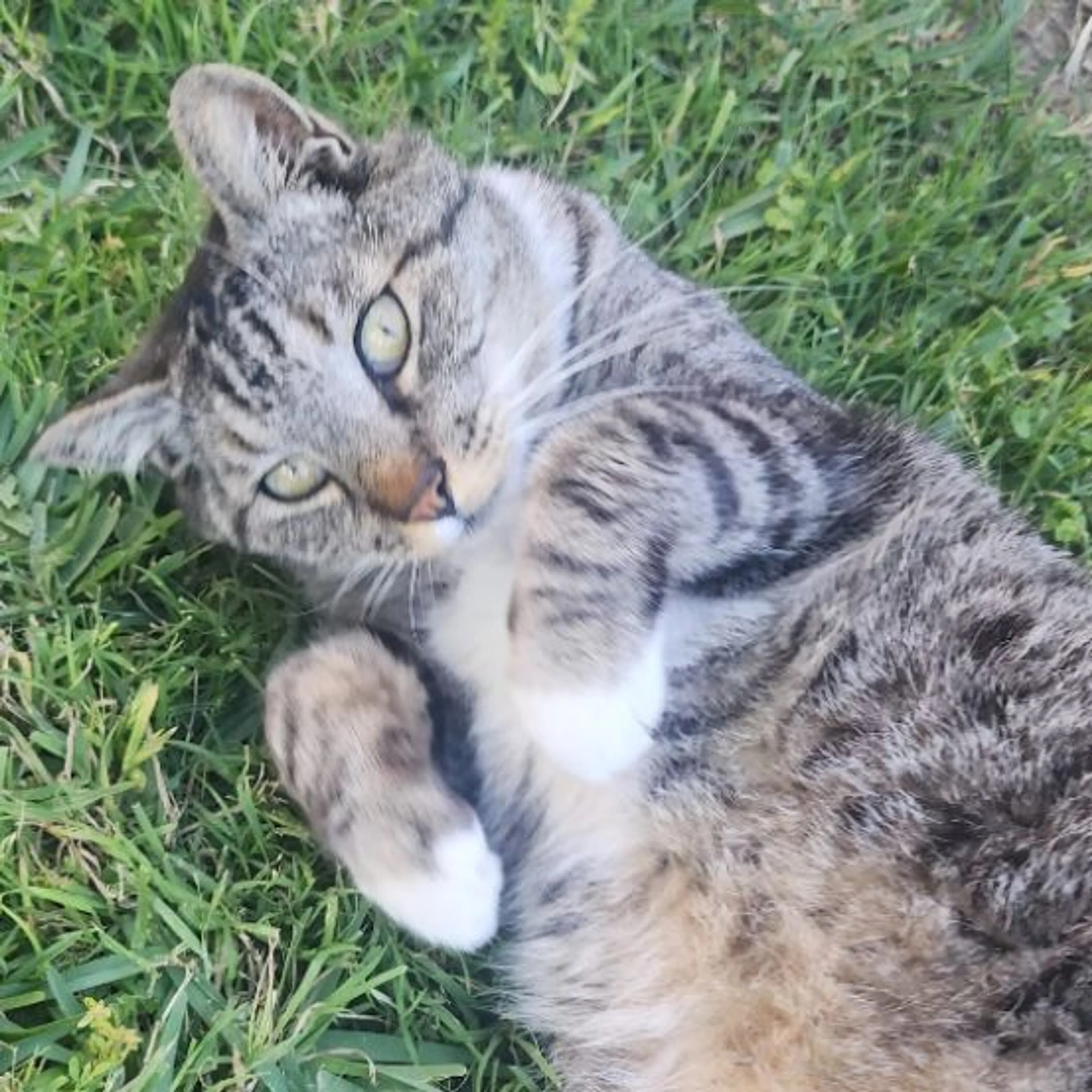 Lost pet-0