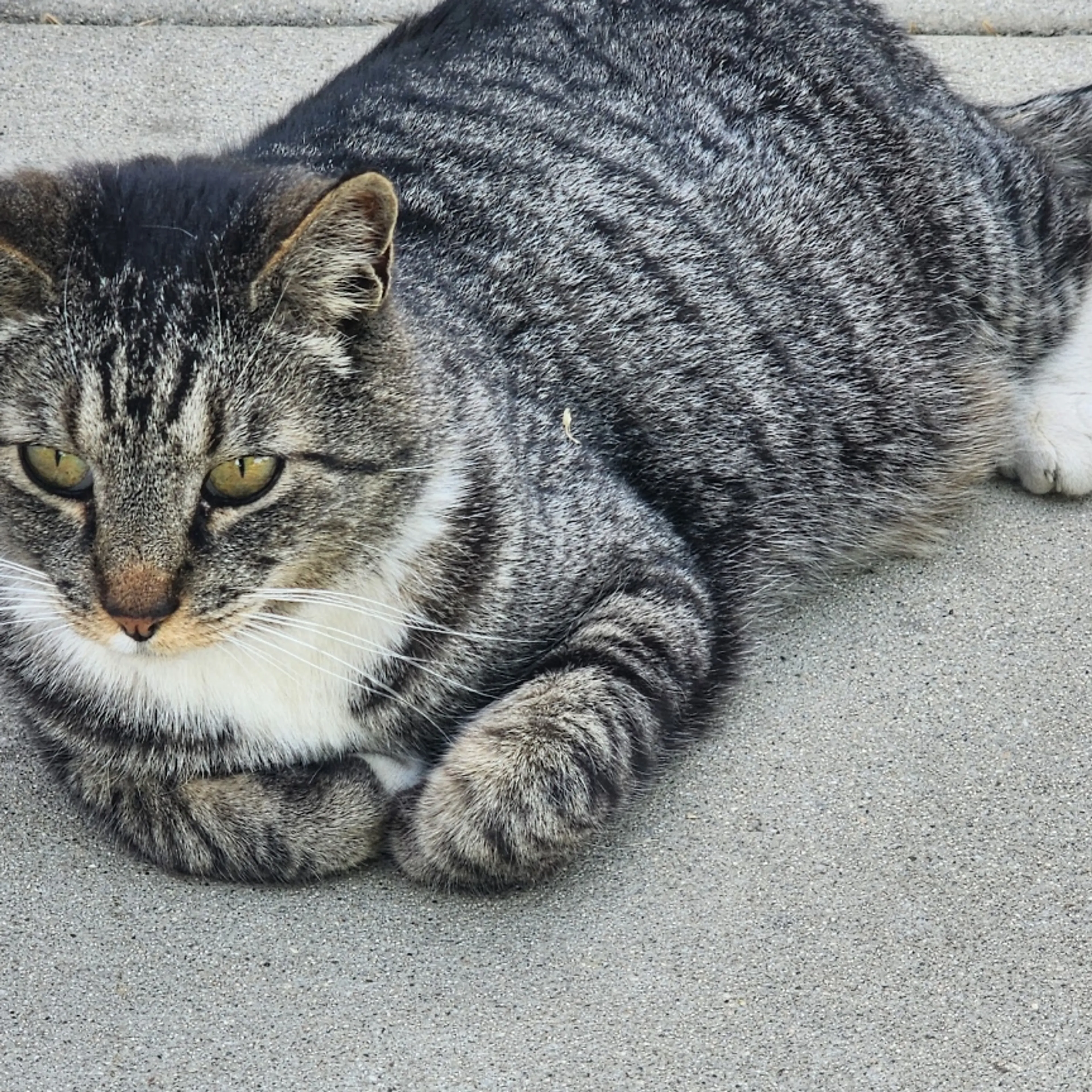 Lost pet-3