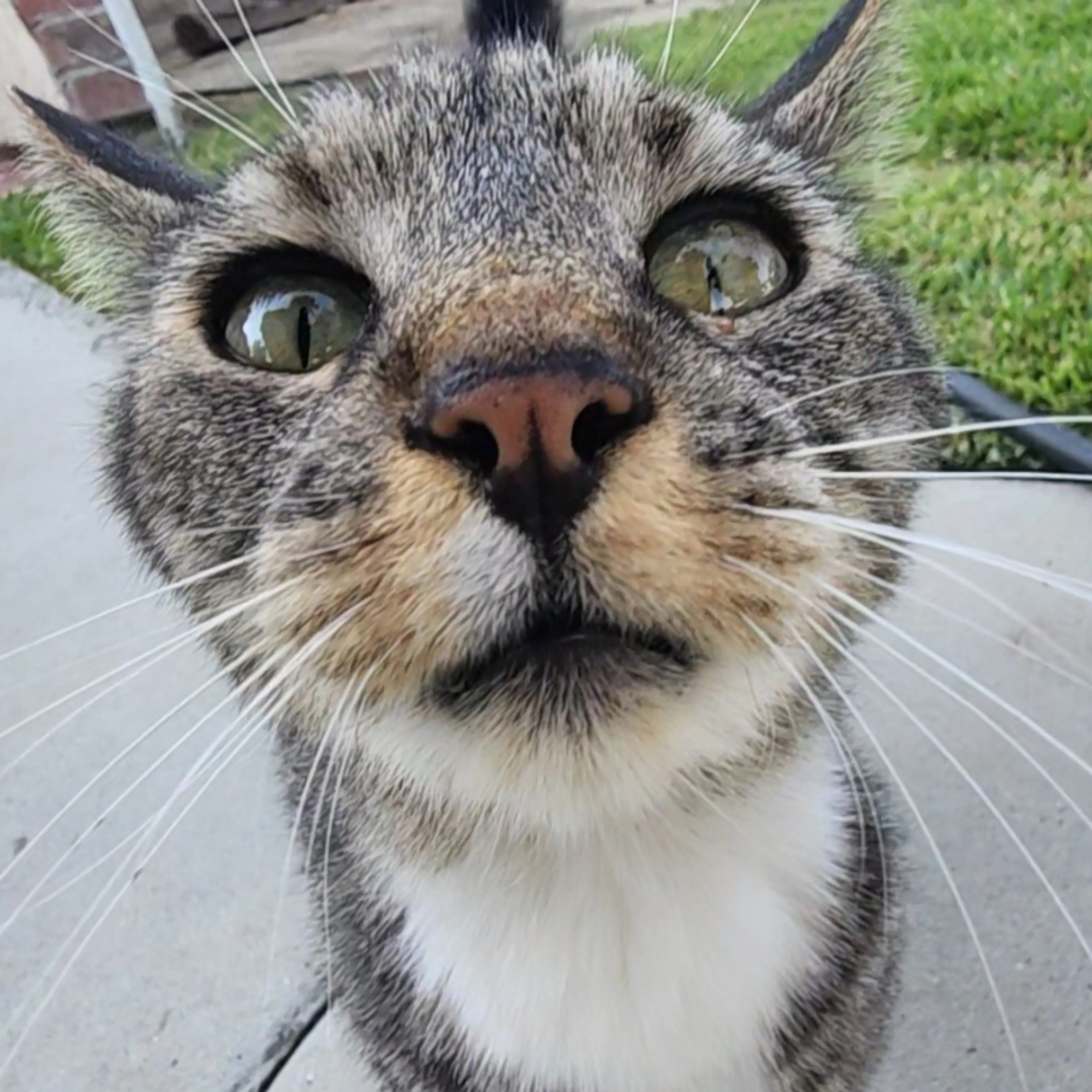 Lost pet-2